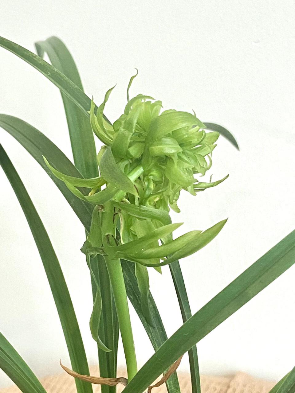 花开富贵97-春兰(雅致生活)(贵气之王) "贵气之王"—花开富贵 	 叶