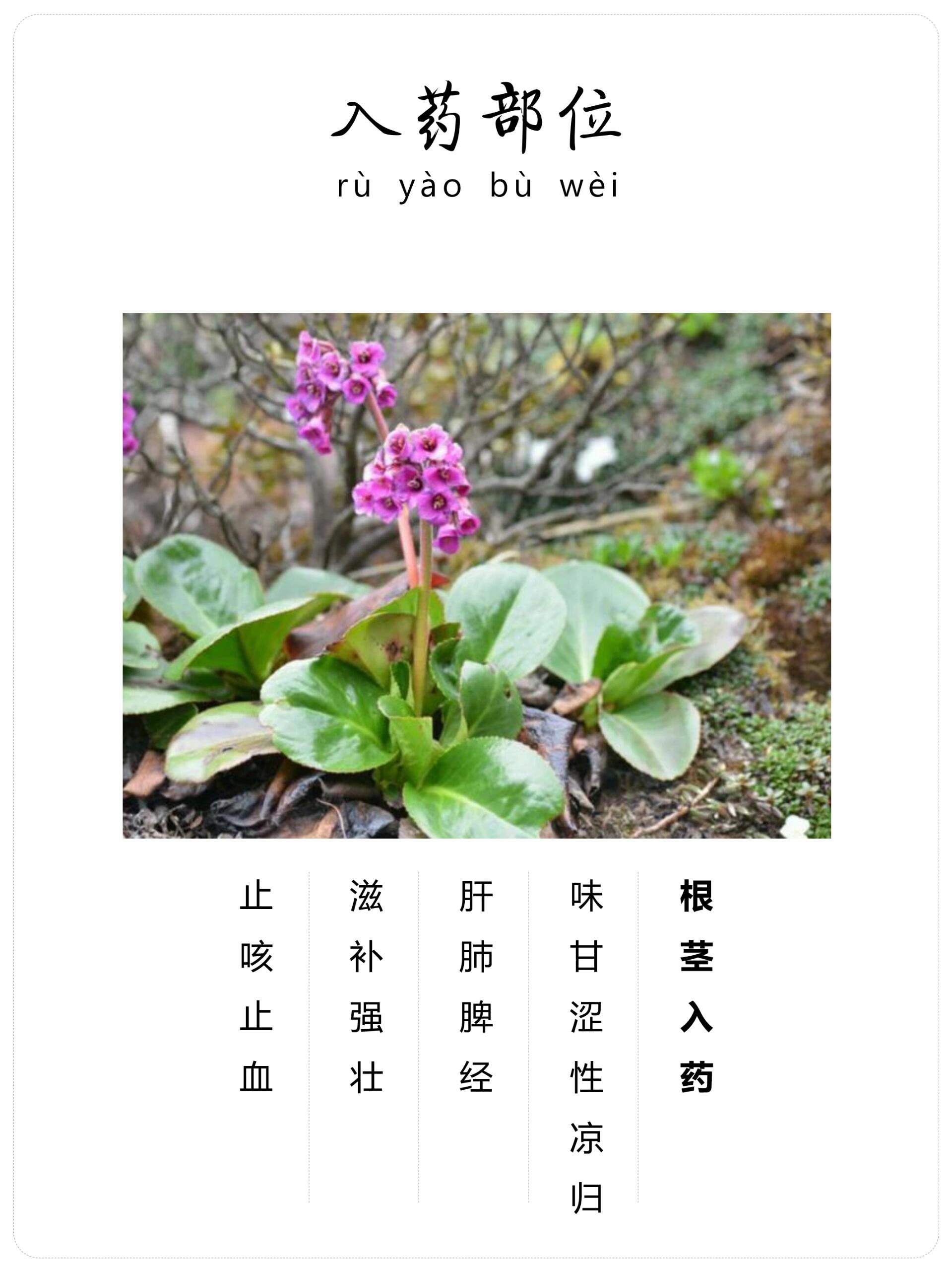 每天认识一味中草药-岩白菜7815 92岩白菜,是虎耳草科,属多年生