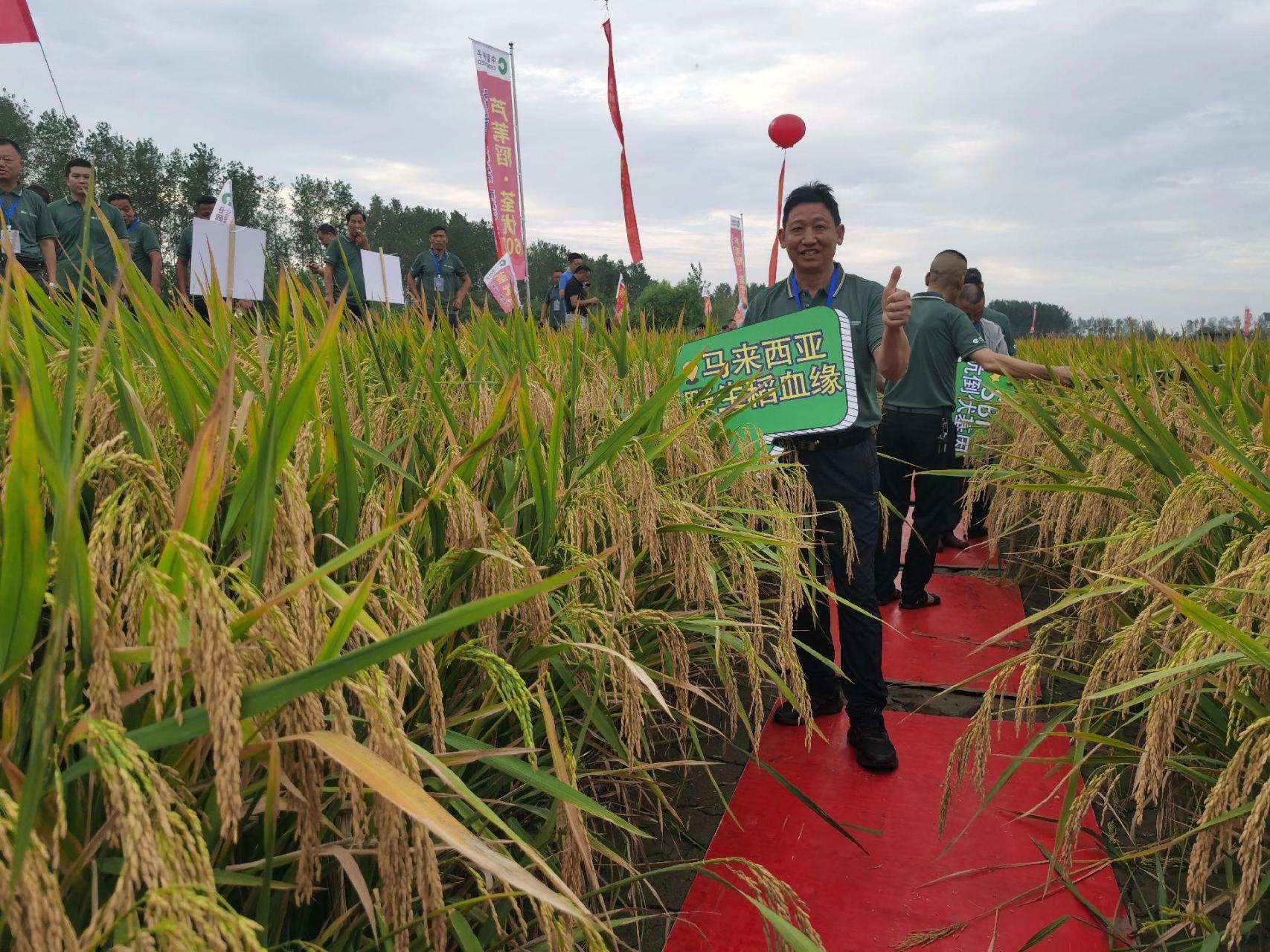 荃优607—马来西亚野生稻血缘,耐高温真高产