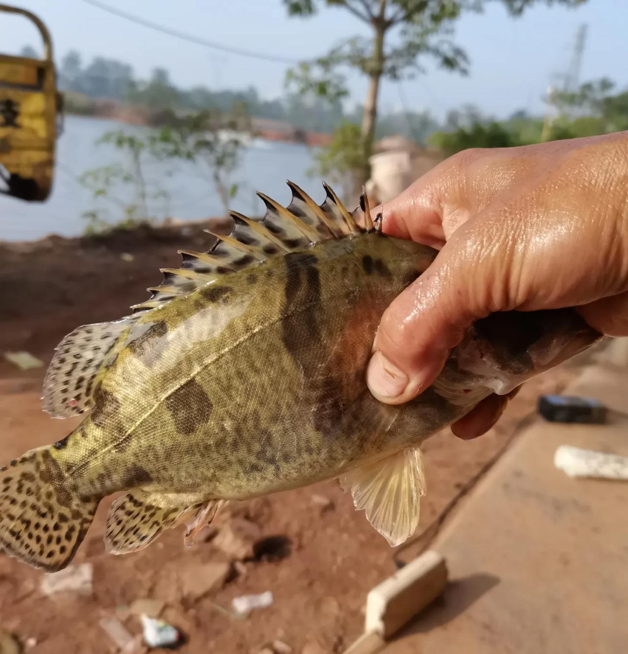 我家乡的特色美食 桂花鱼味道鲜美有淡水石斑鱼之称今年8月中旬收货