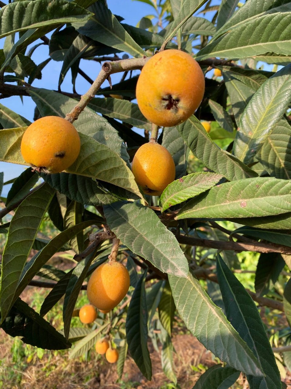 重庆采摘|合川枇杷采摘 古楼镇的枇杷熟啦～ 这里的枇杷又大又甜 地址