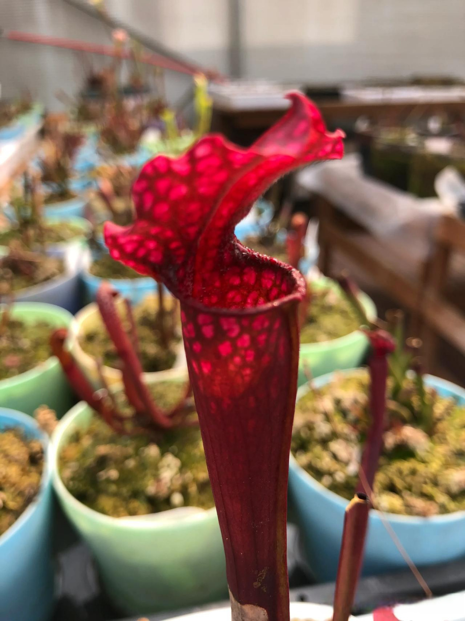食虫植物瓶子草 武汉食虫植物基地 萌植苑食虫植物出品能够吃虫子的