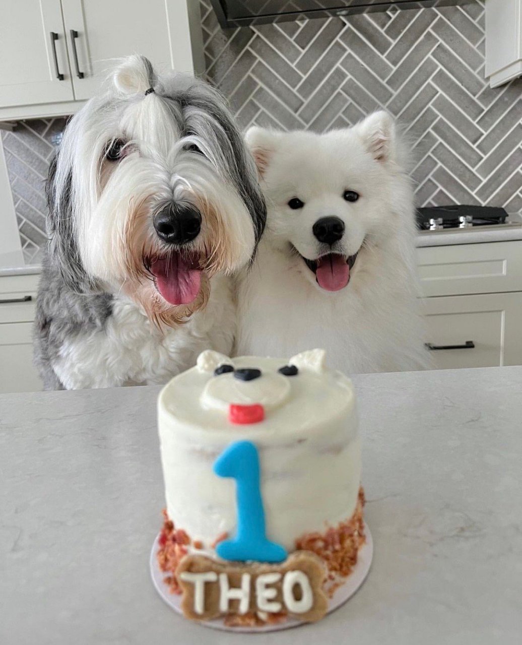 有多乐士油漆狗狗陪伴的第一个生日!