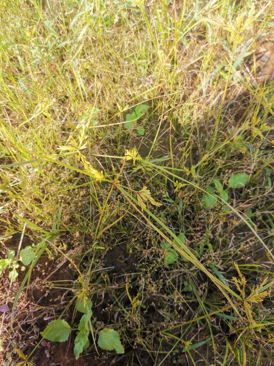 太阳草 功效图片