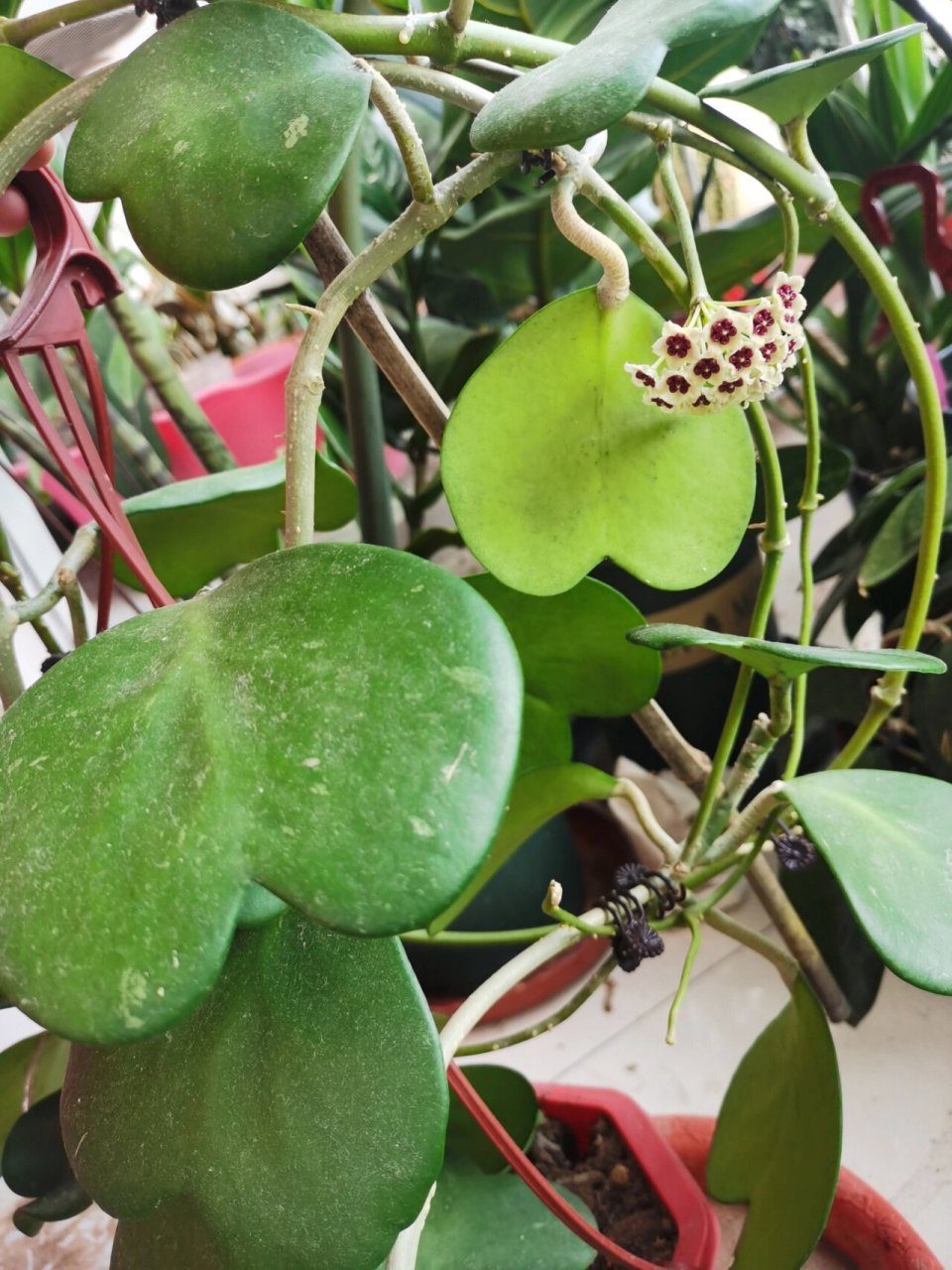 心叶球兰 养了两年了,长了很多可爱的心形叶子,今年终于长花梗,开花啦