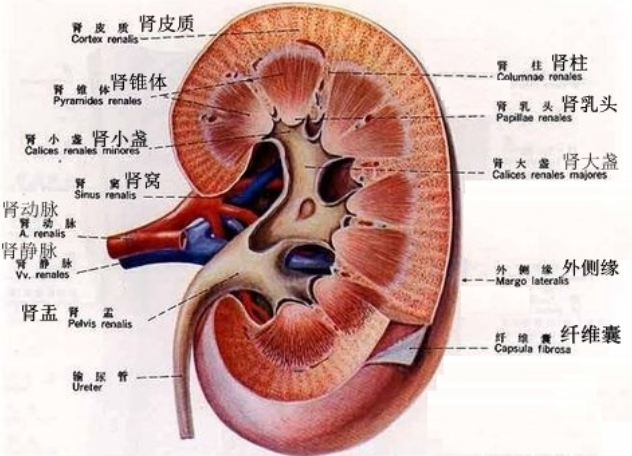 重复肾图解图片