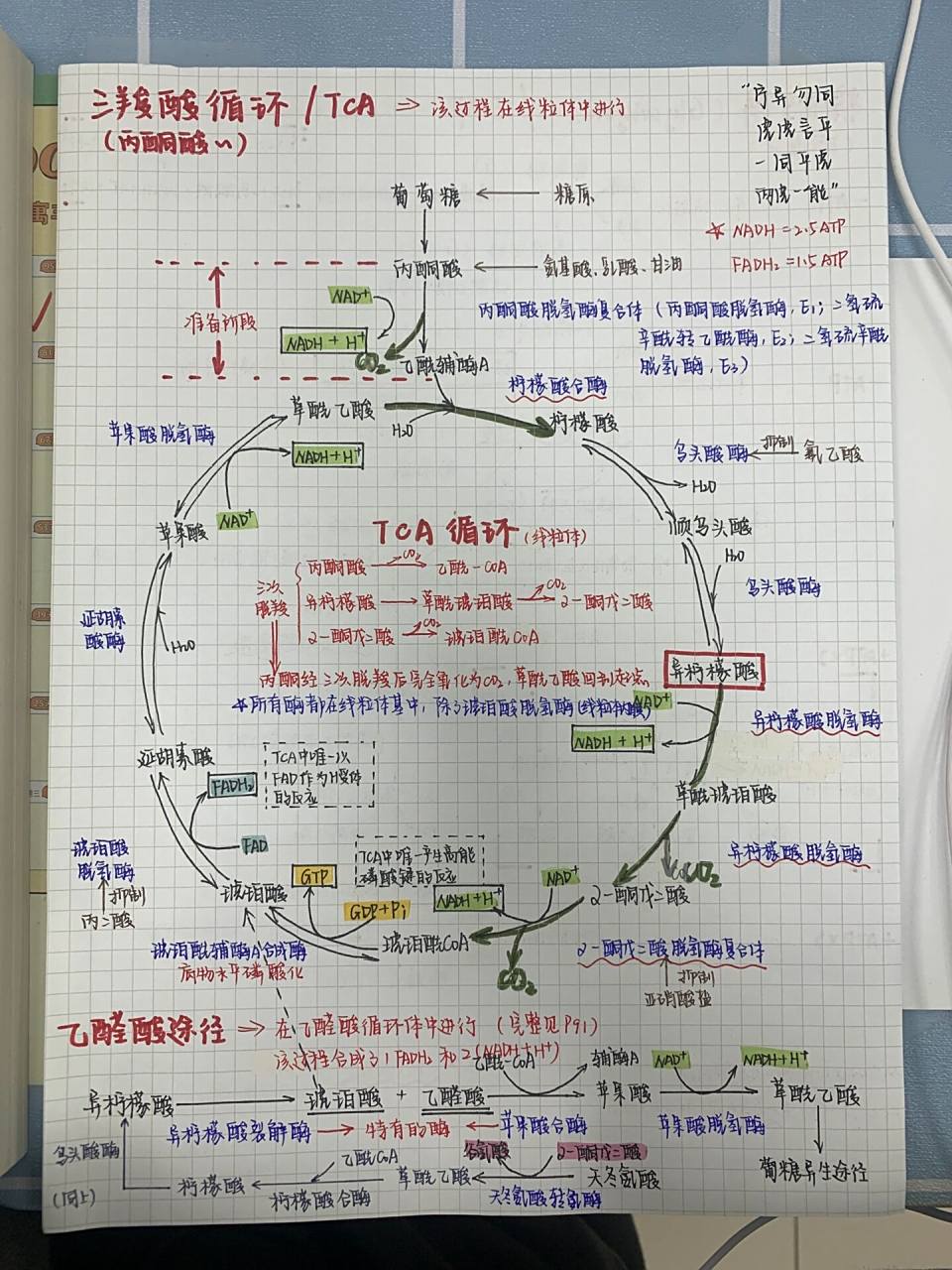 生物化学|三羧酸循环 最近又忘了背循环 浅看一下tca循环吧