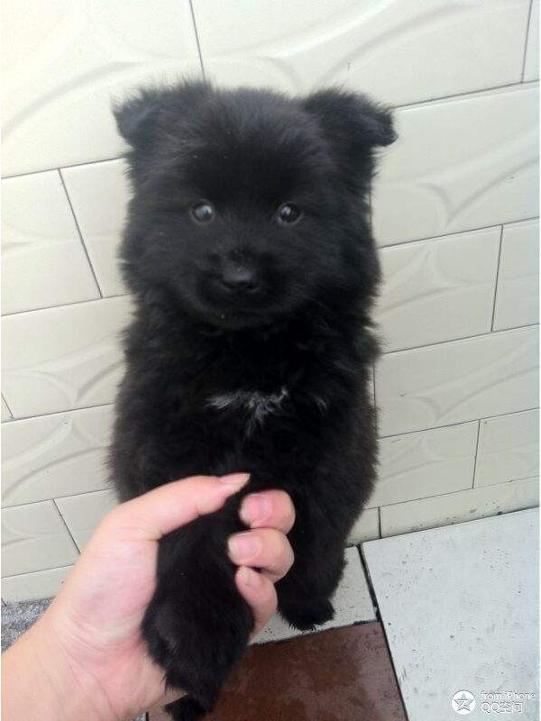 每天认识一种狗/本土犬系列·冀中黑熊犬