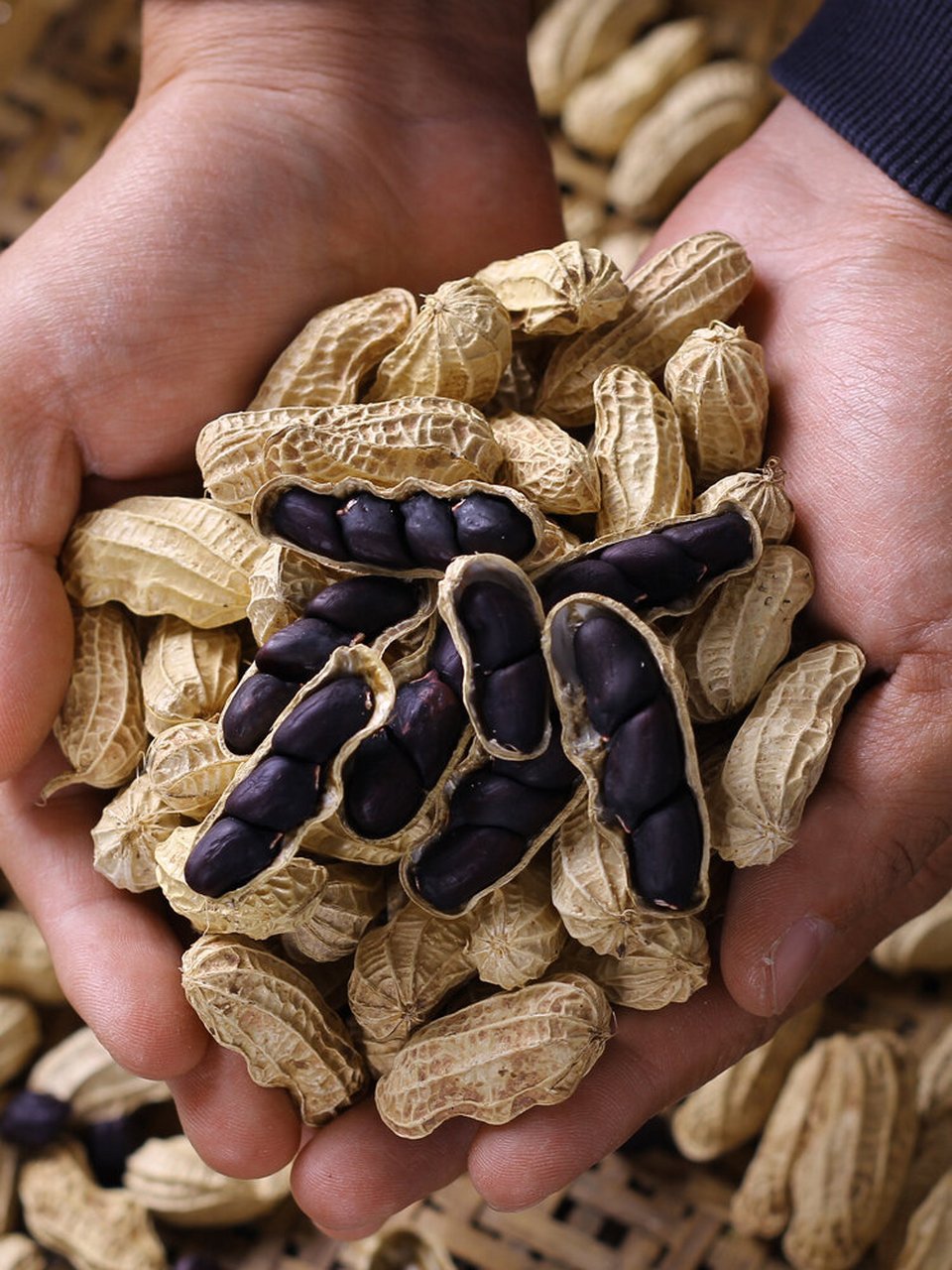 黑花生属于彩色花生的一种, 生长于云南西南边陲镇沅地区; 果仁膳披