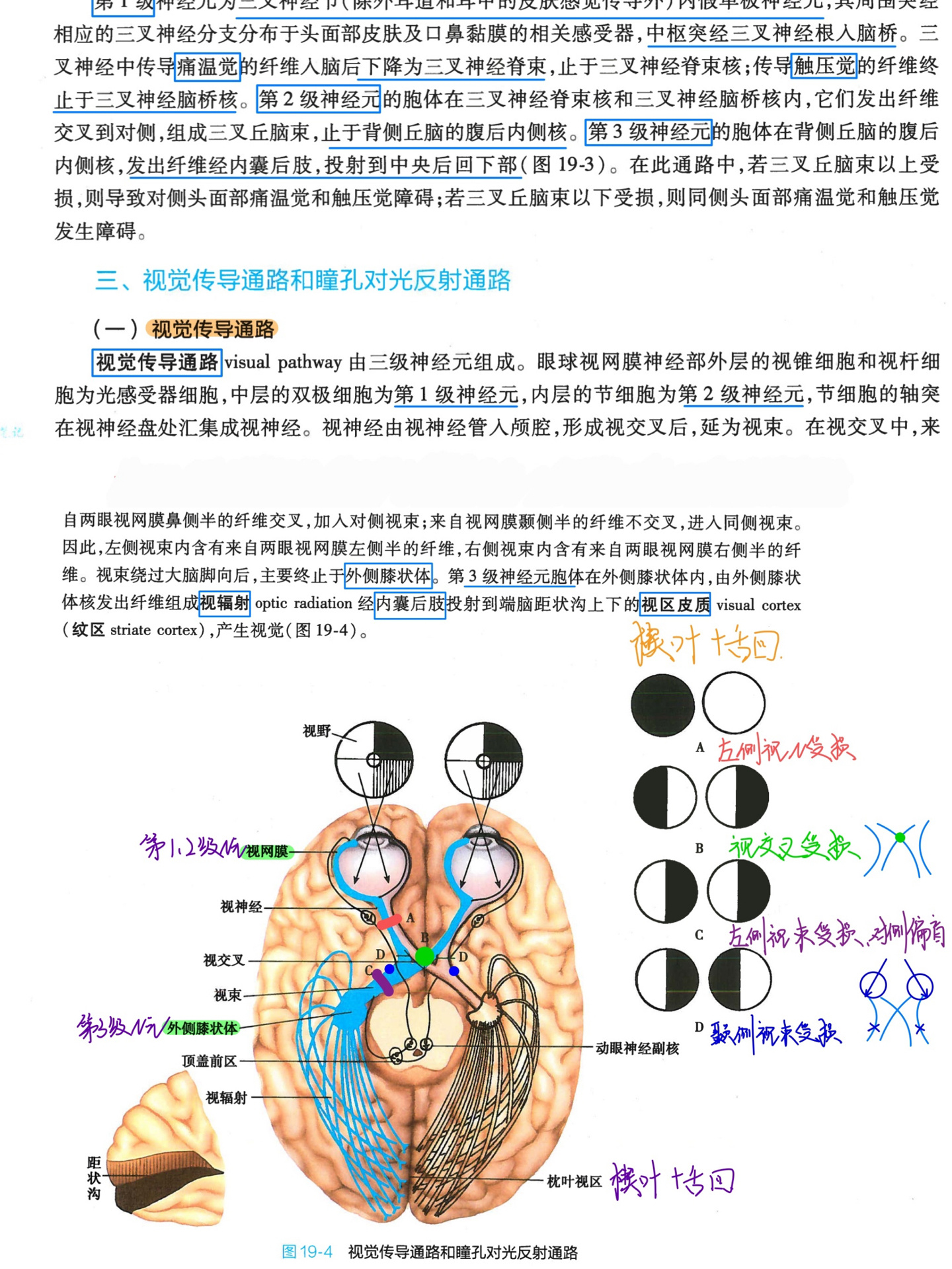 浅反射传导通路图片