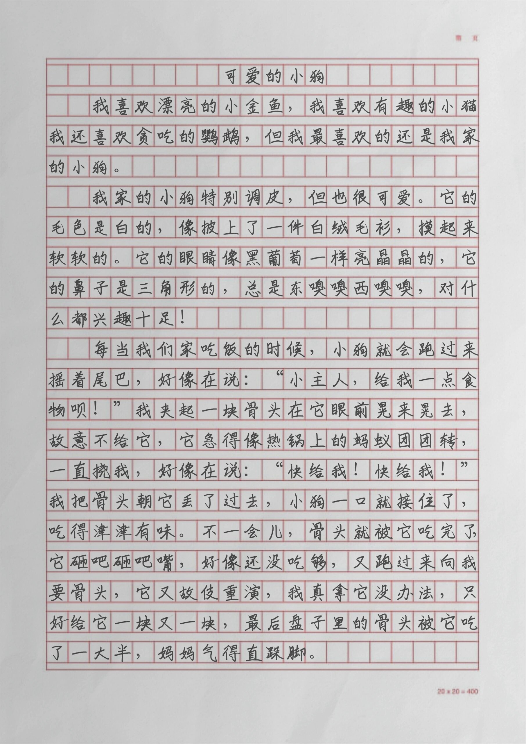 关于动物的作文小白兔图片