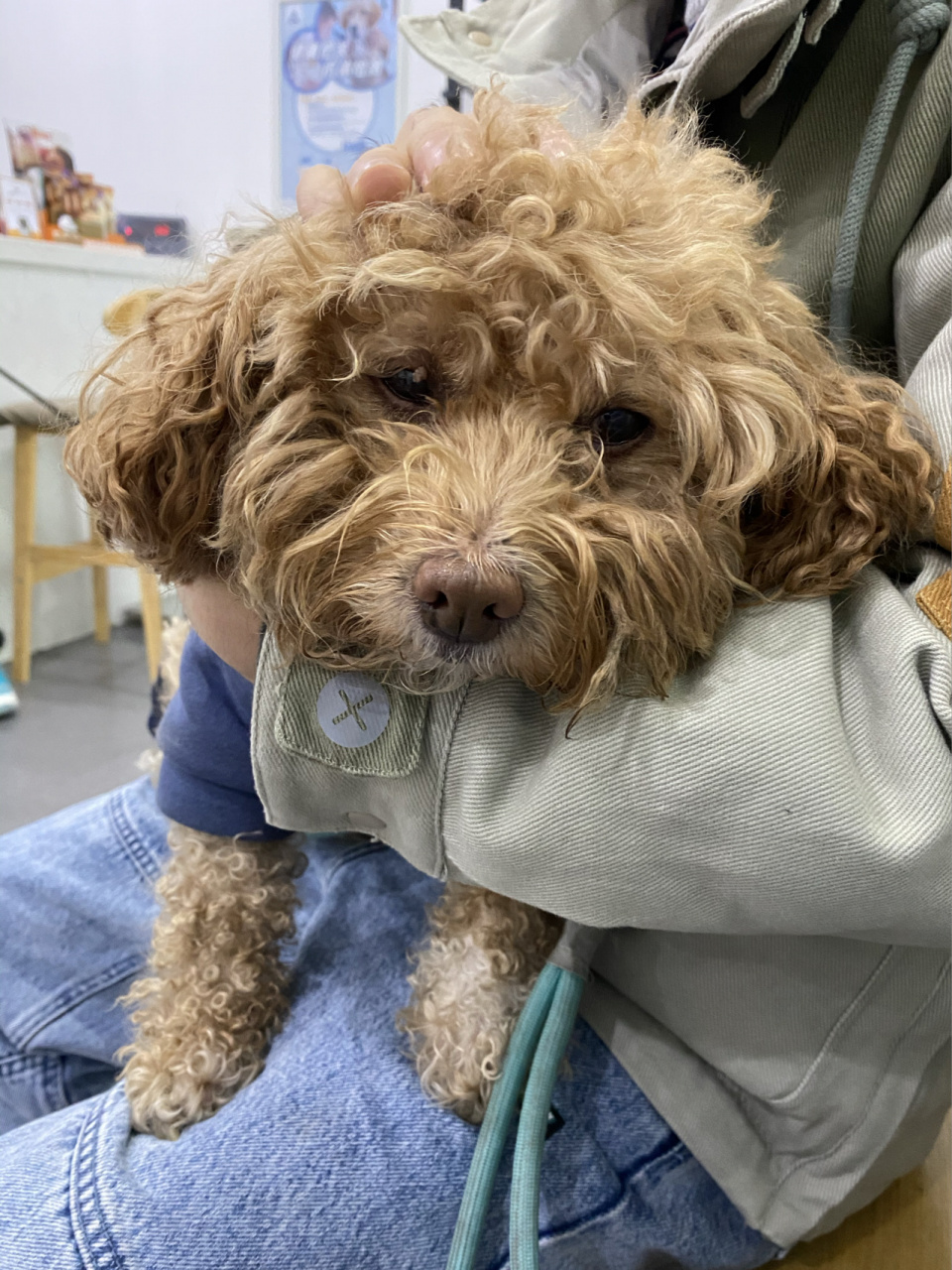 【求助】狗狗间歇性弓背尖叫发抖,心疼01 网上查了下好多小伙伴也