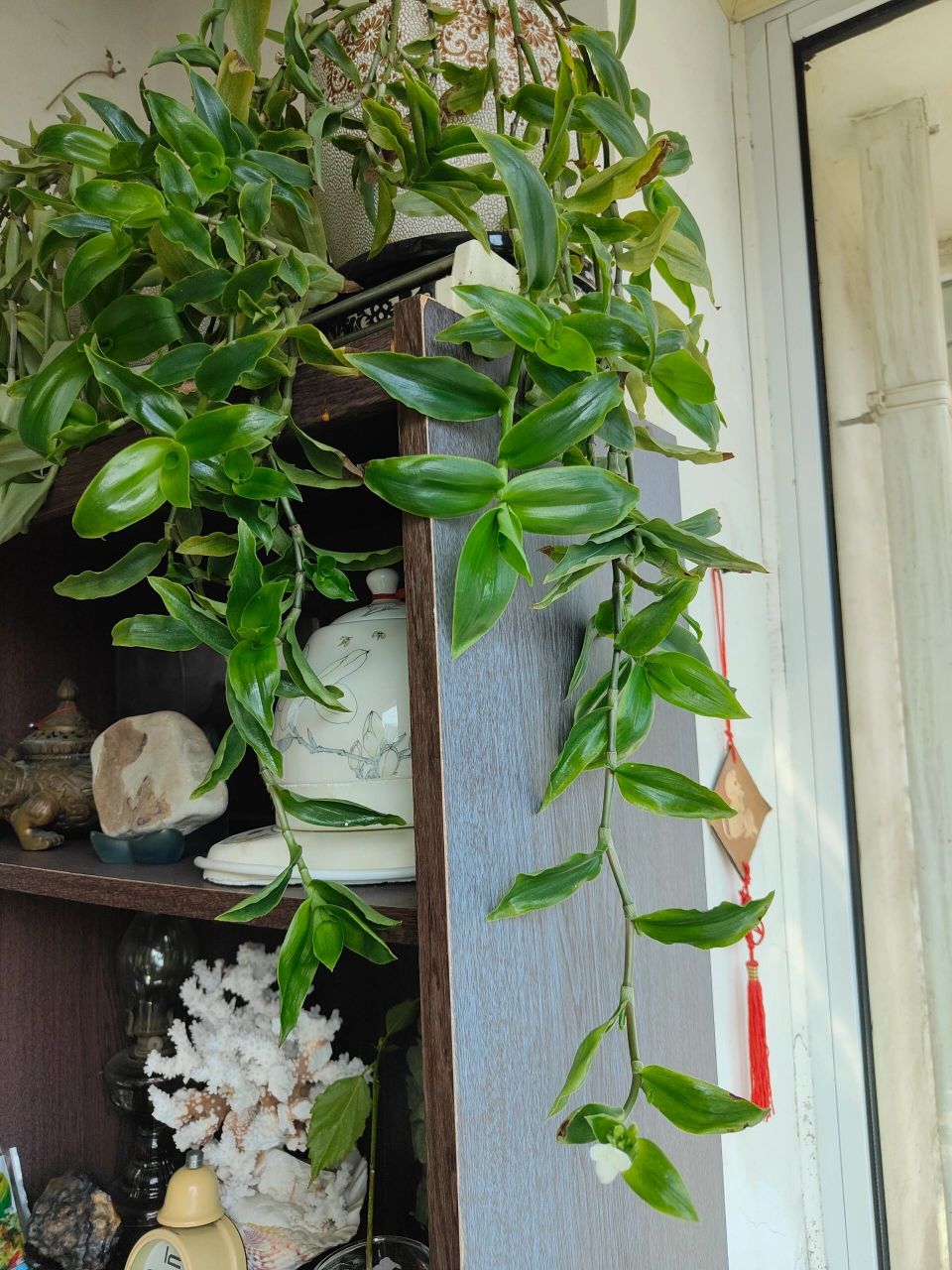 白花紫露草 这盆绿植陪伴我10多年了,这是第一次开花,也是今天才知道