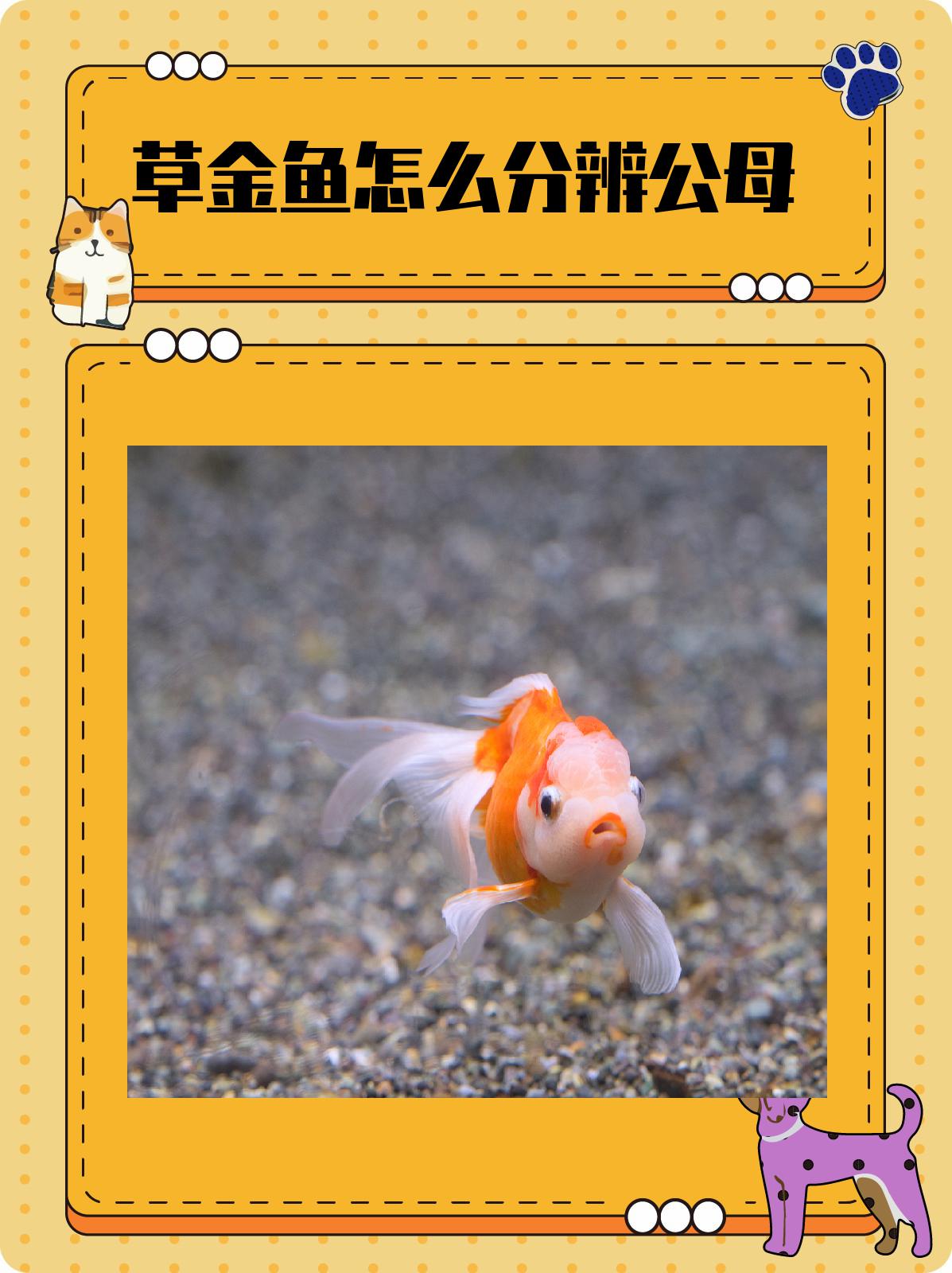 草金鱼怎么分辨公母