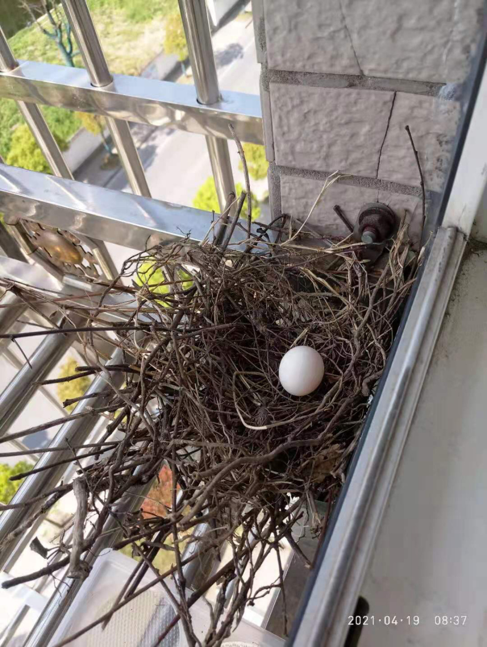 斑鸠筑巢,意外发现了一颗蛋(两颗蛋了) 前几天有两只斑鸠在我家阳台