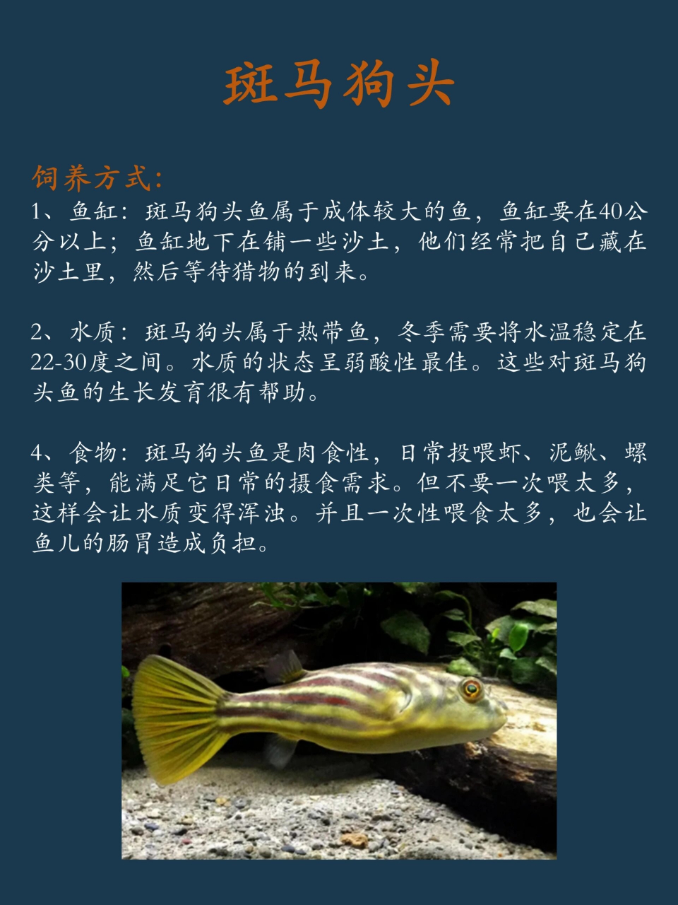 每天认识一种鱼|斑马狗头       知识分享