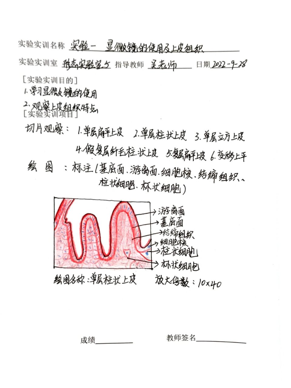 单层柱状上皮手绘图图片