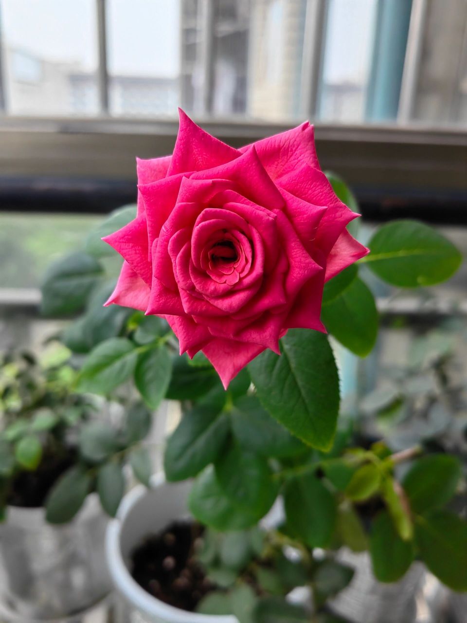 弗洛伊德 月季夏花