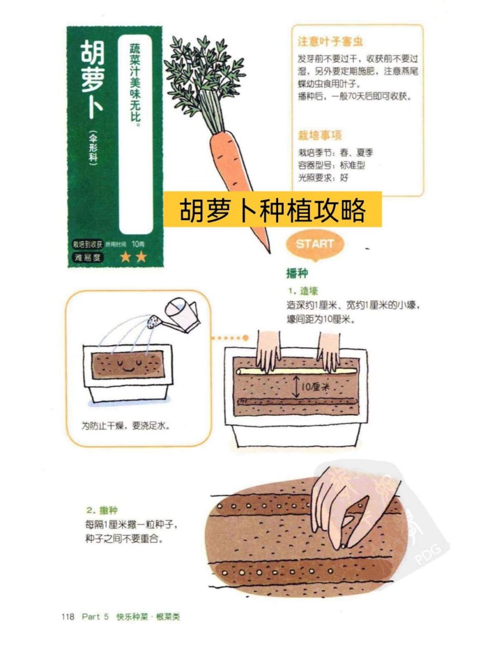 胡萝卜种植时间和方法图片