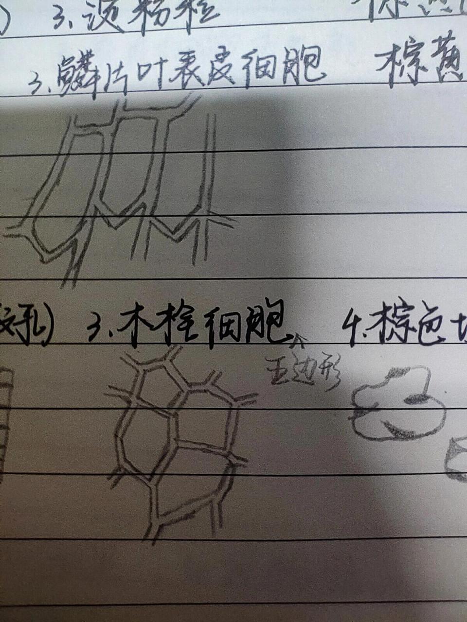 glisson纤维鞘解剖图图片