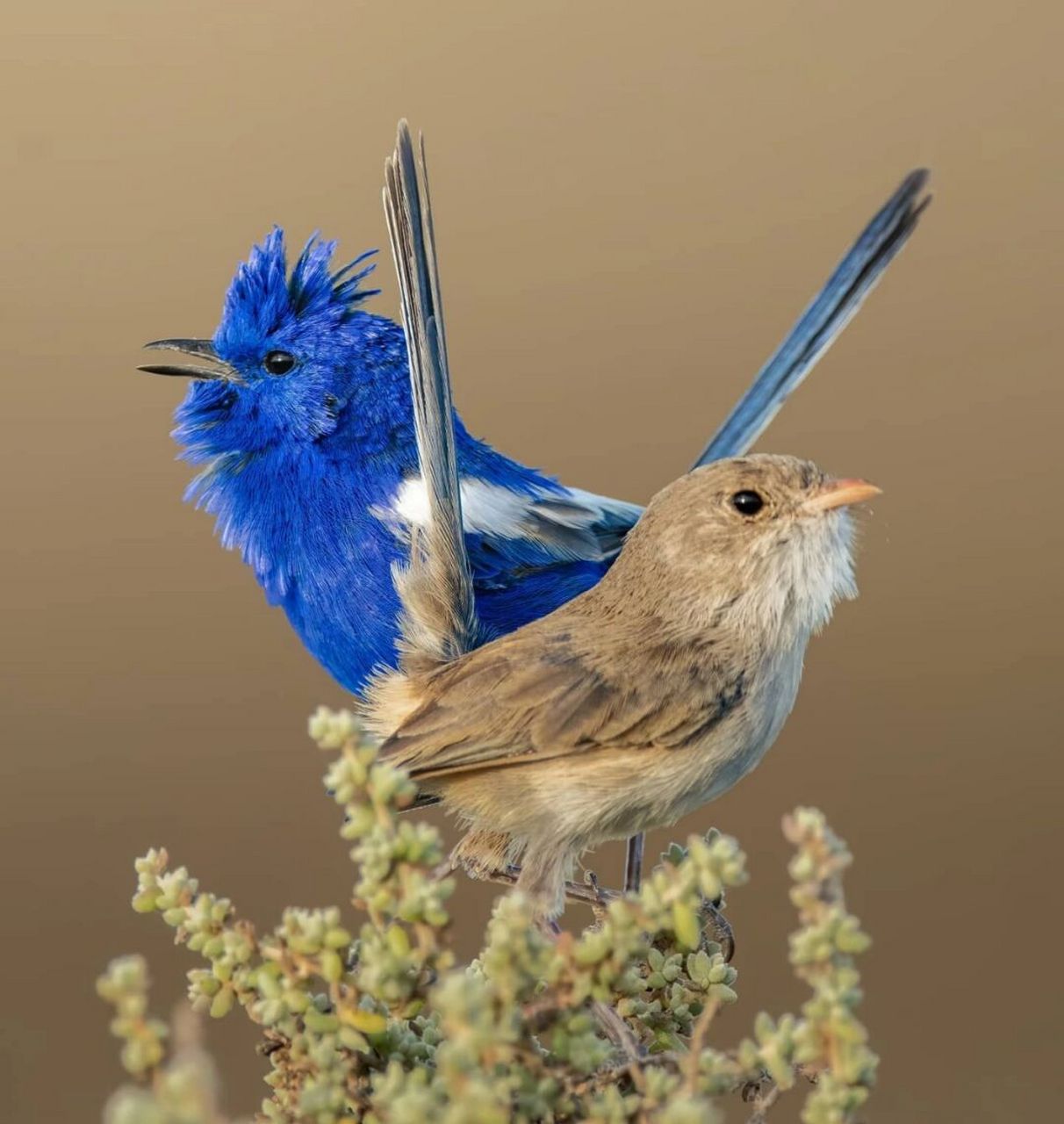 蓝白细尾鹩莺 #保护动物# #鸟类# #观鸟# #蓝白细尾鹩莺