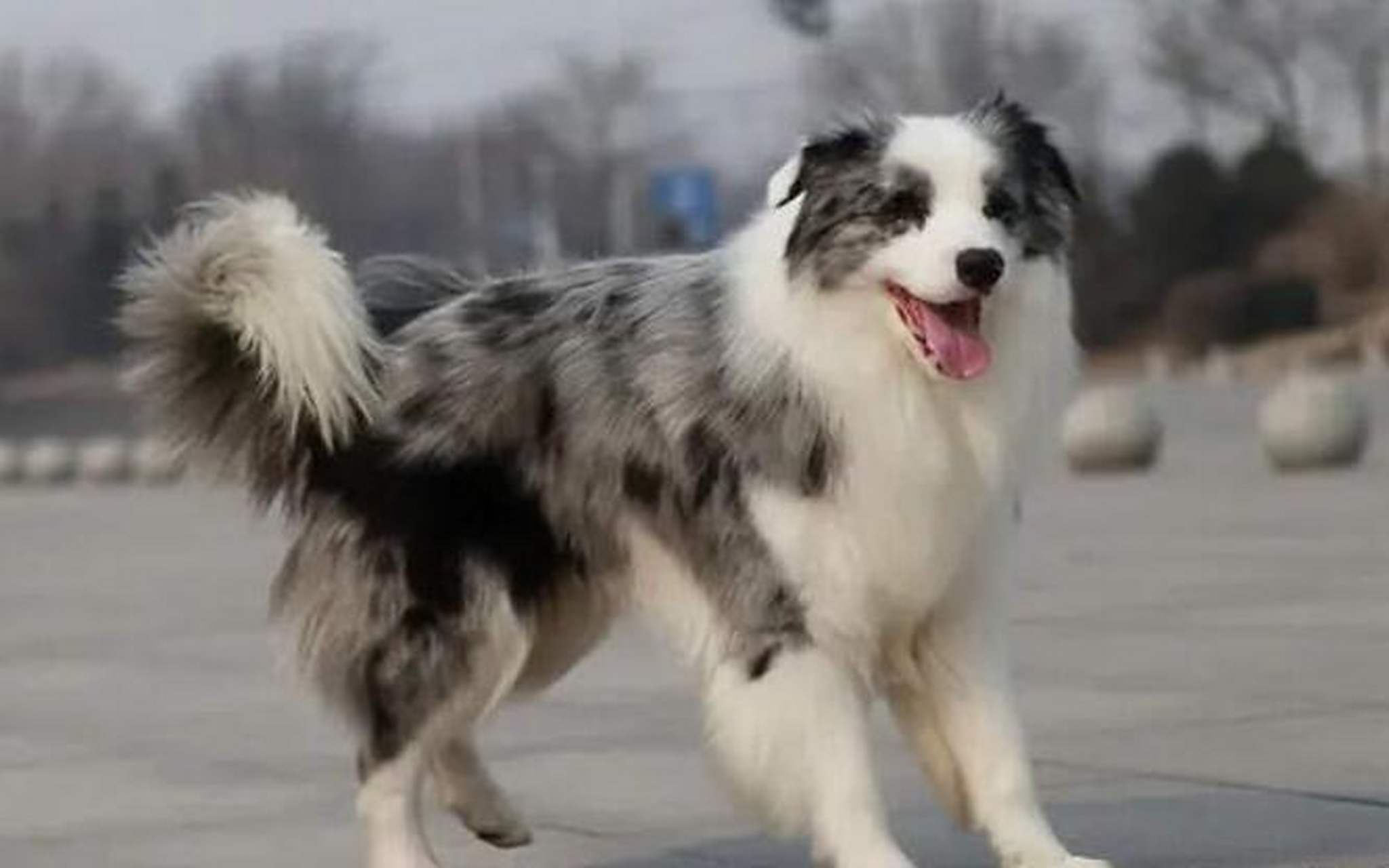 陨石边境牧羊犬多少钱一只 边牧的价格一般在2000元左右,一般来说