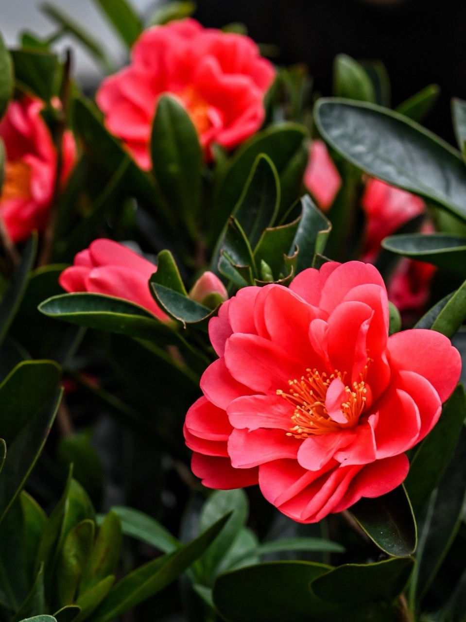 山茶花啊! 色彩美丽,淡雅高贵,又坚韧向上 非常的重庆!