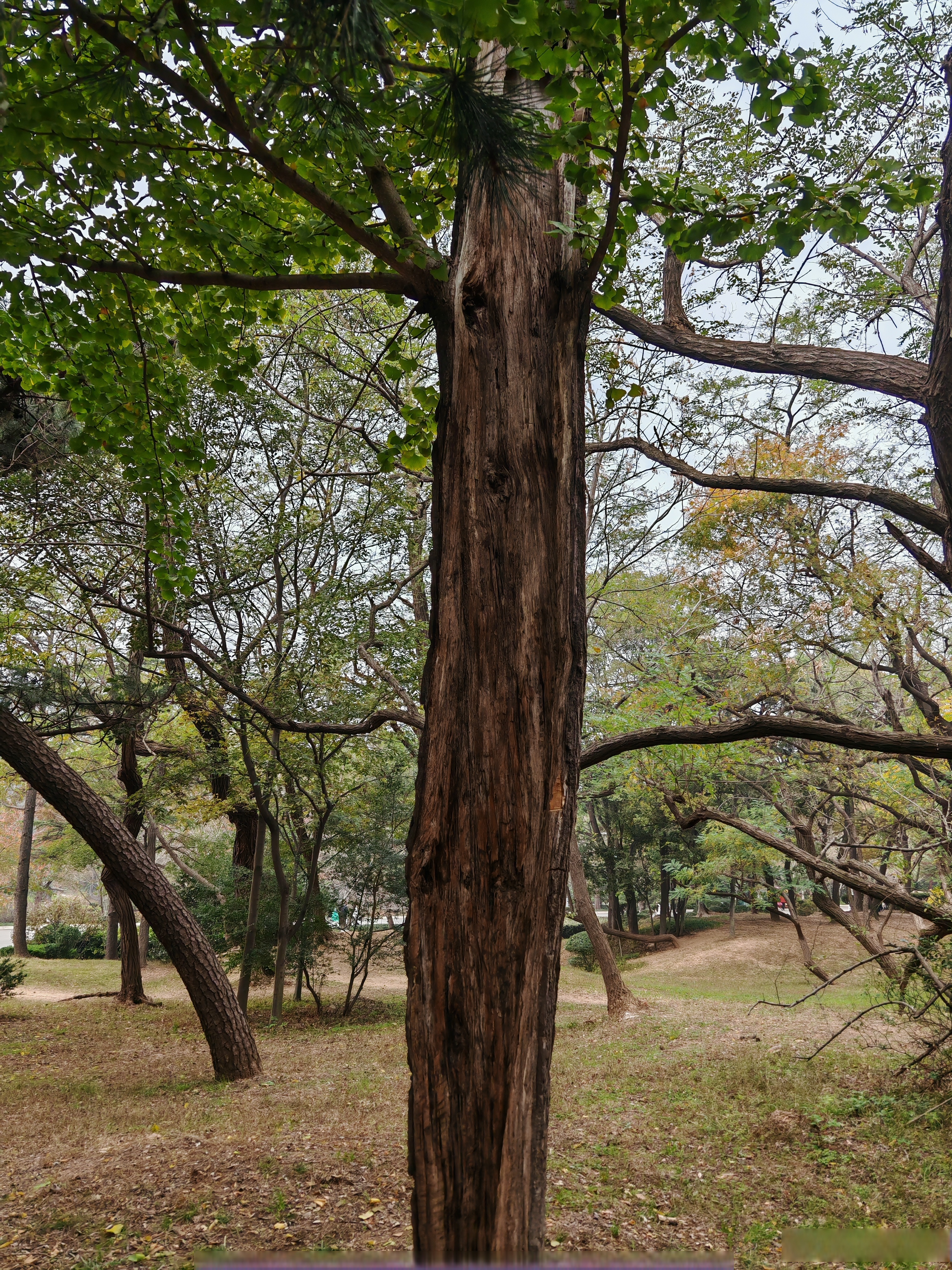 这颗银杏树干都空了,只剩下一半树皮,叶子还都绿油油的