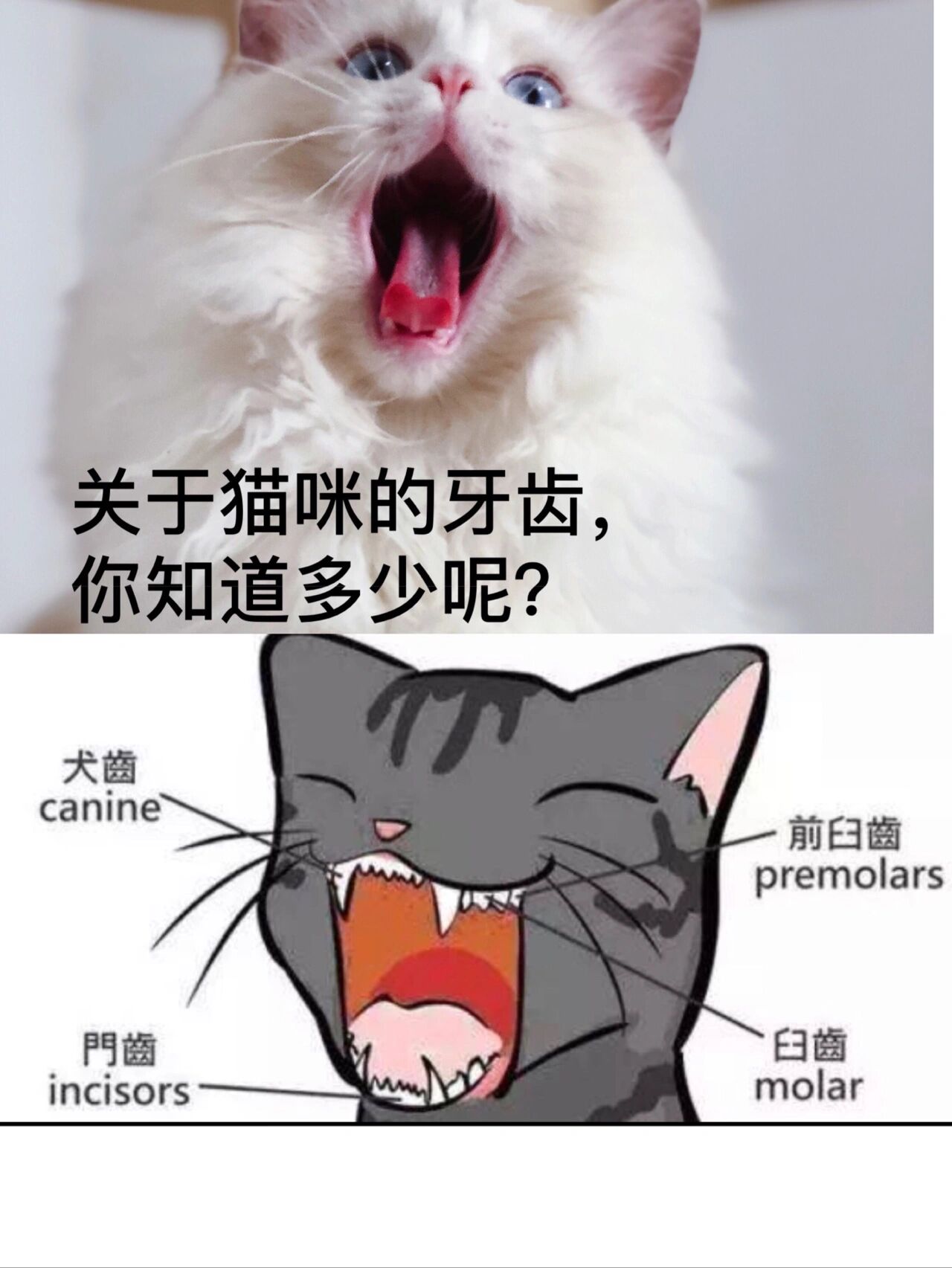 关于猫咪的牙齿你不知道的秘密