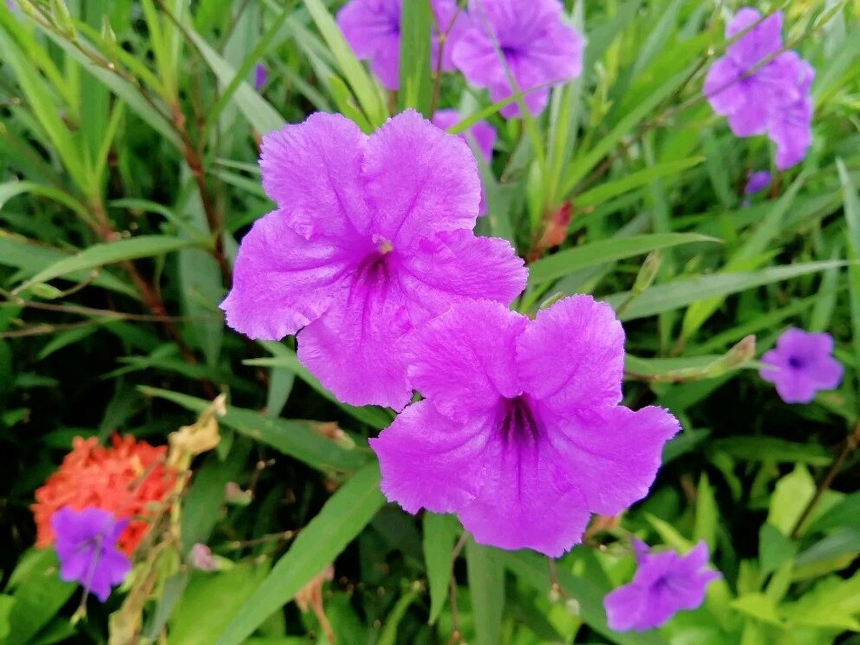 兰花草与蓝花草图片