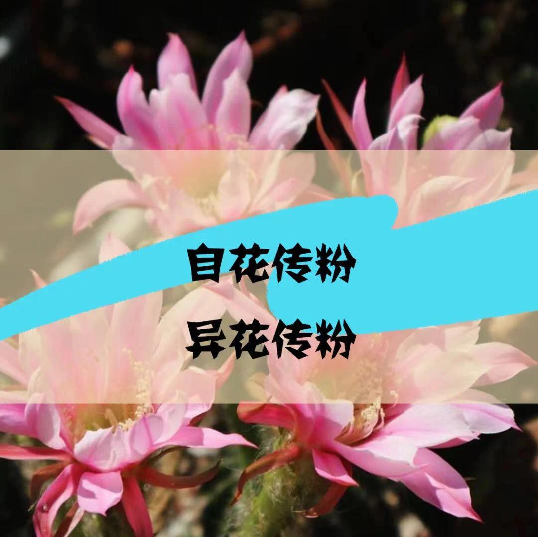 仙人掌的"自花传粉"和"异花传粉"