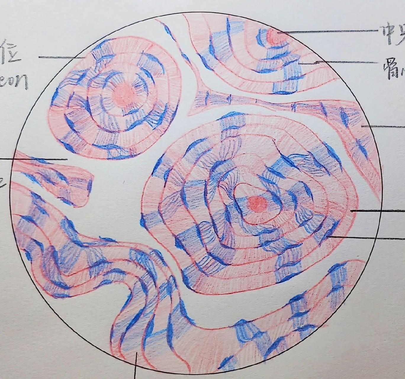 骨单位红蓝铅笔绘图 骨单位红蓝铅笔绘图