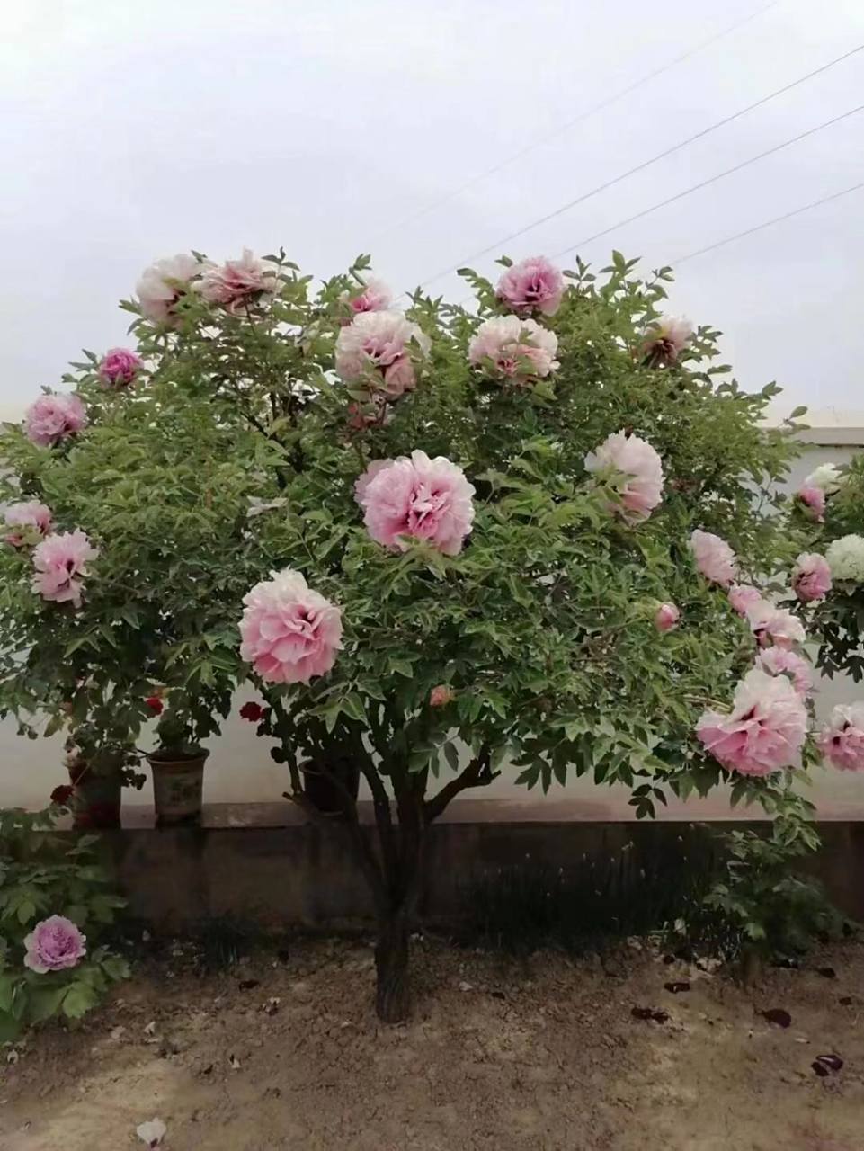 甘肃百年紫斑牡丹   12公分的精品独杆牡丹,喜欢的研究研究.
