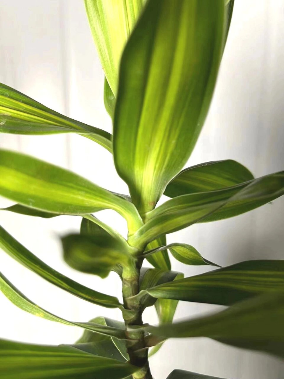 关于小红书超易养活的金心百合竹绿植 【粉丝福利到～～金心百合竹】