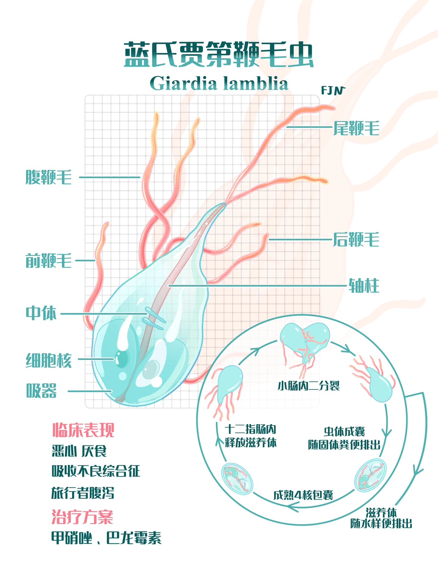 大滋养体手绘图图片