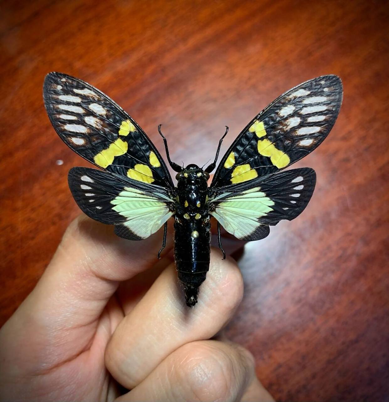 彩蝉 来自云南的彩色知了,让人拥有一个属于夏天的彩色回忆