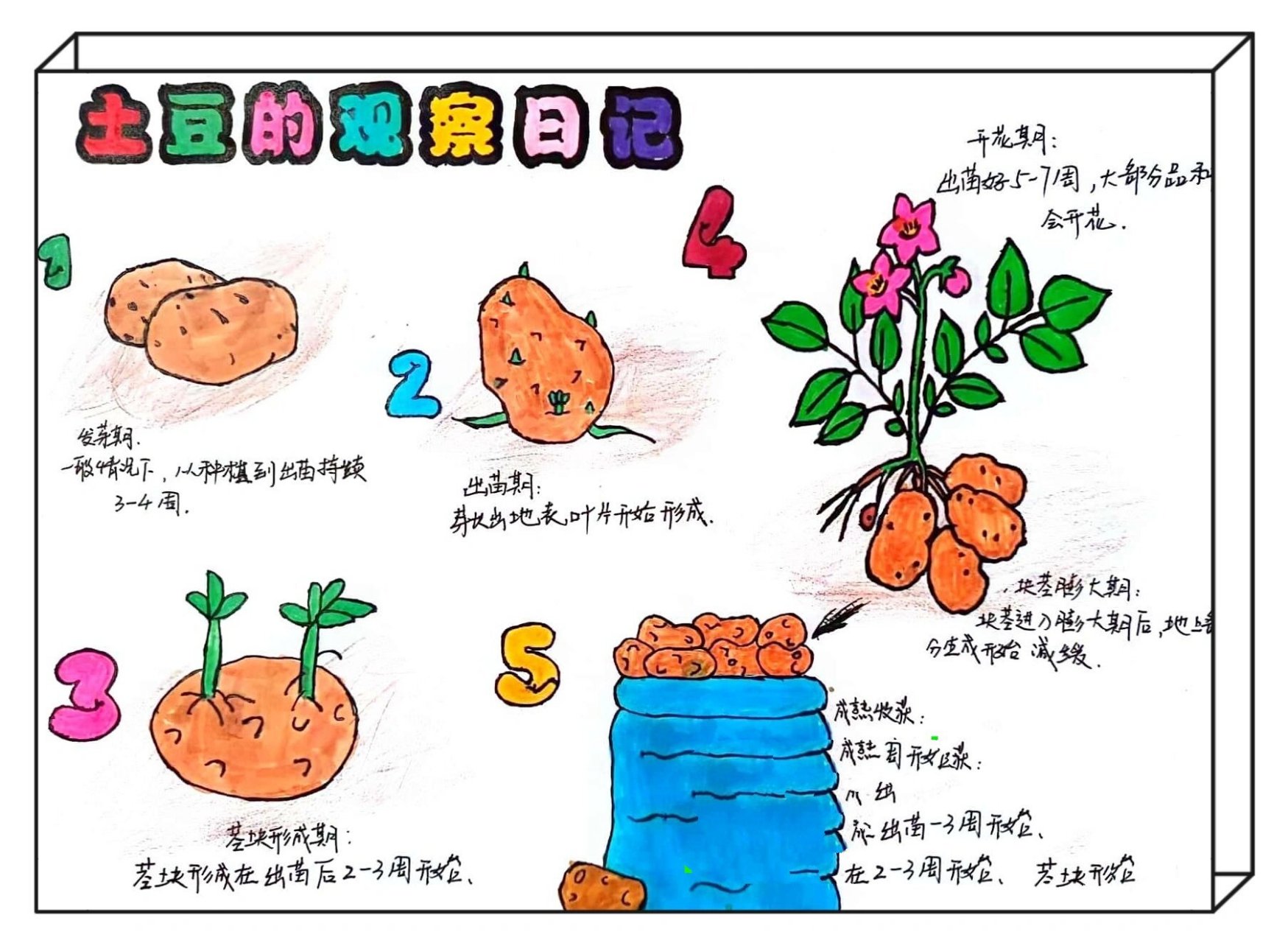 土豆发芽生长过程图片图片