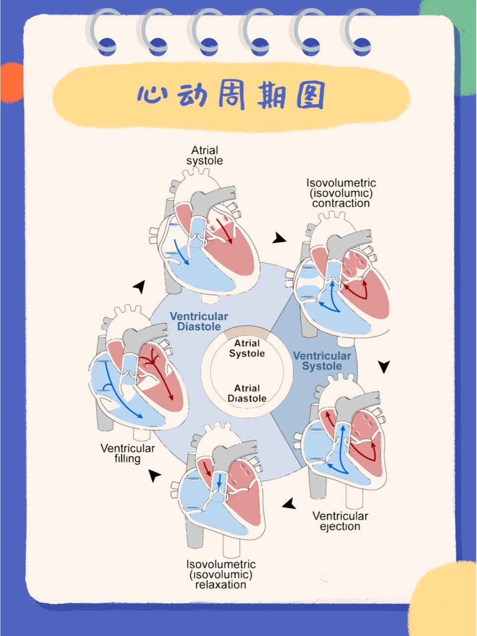 心房心室收缩舒张顺序图片