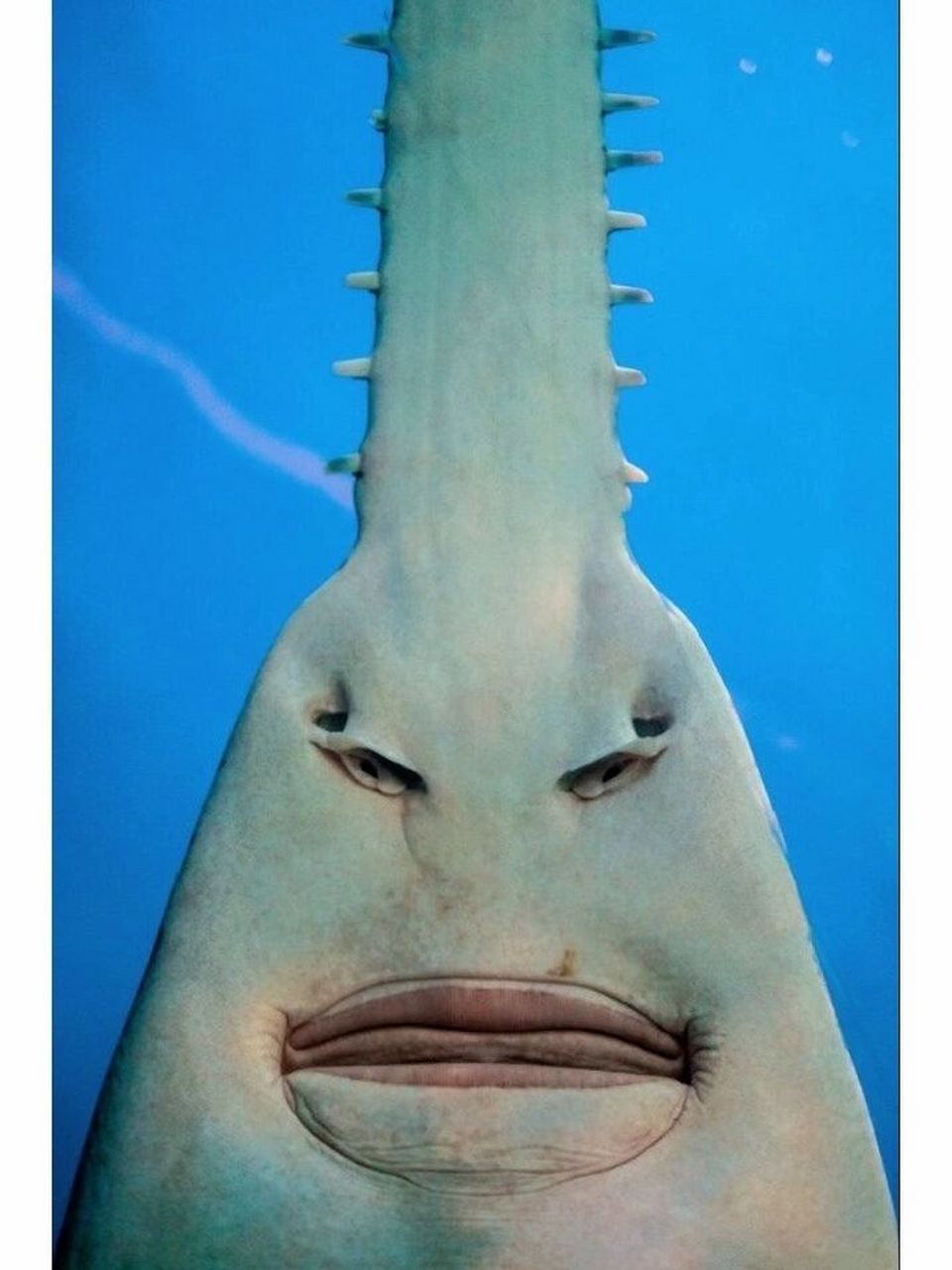 这鱼长相很滑稽|头顶一把锯 这种鱼叫做锯鳐,是软骨鱼纲鳐形目鳐科