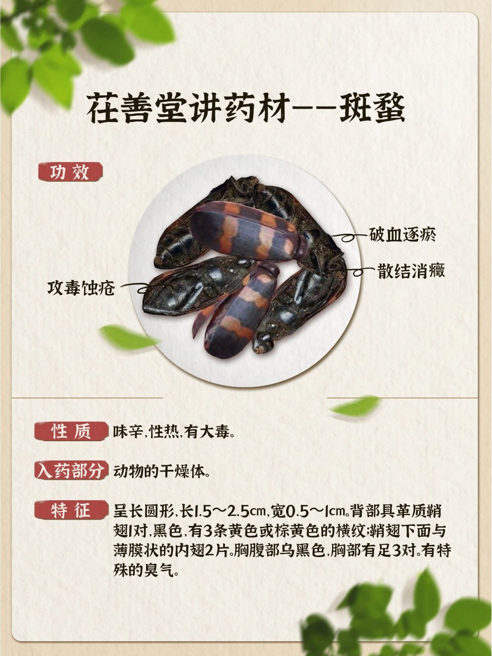 斑蝥 斑蝥分布于我国大部分地区,《本经》:寒热