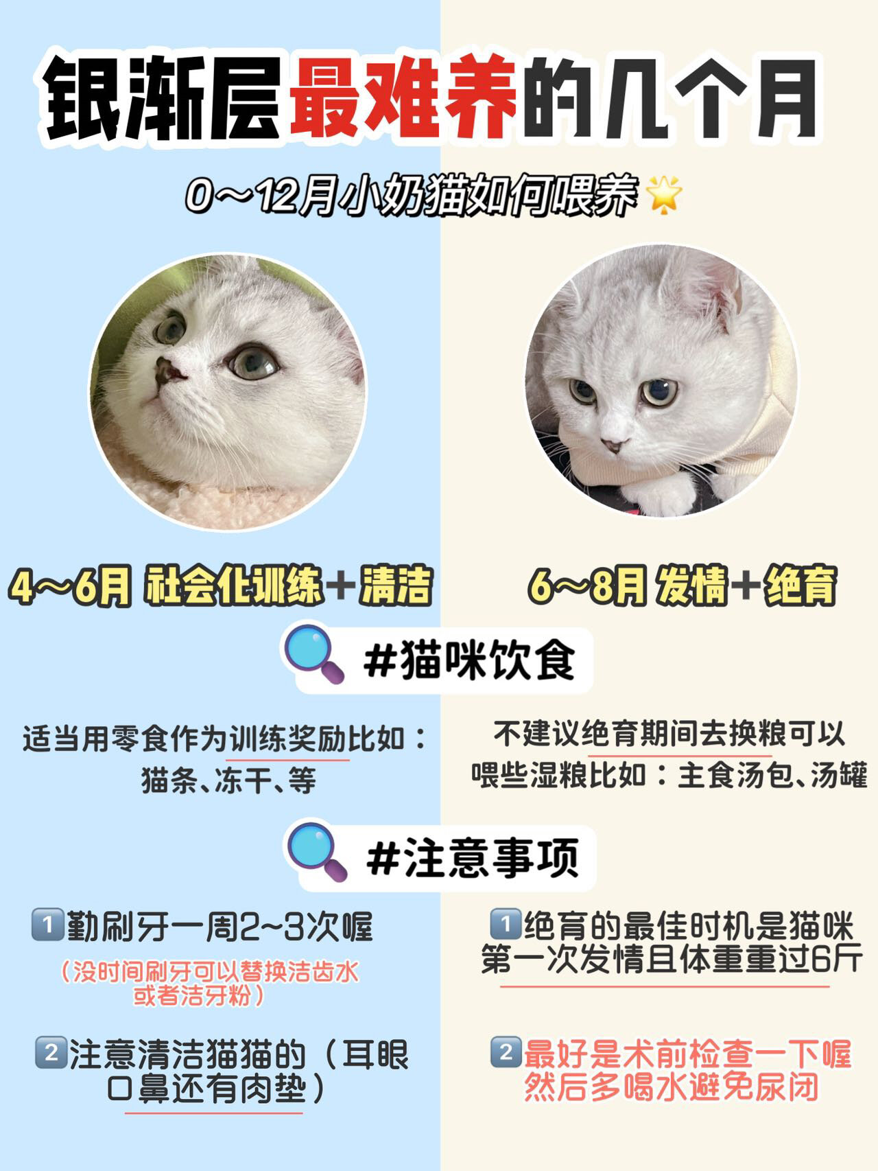 银渐层怎么养6315看这一篇就够啦73