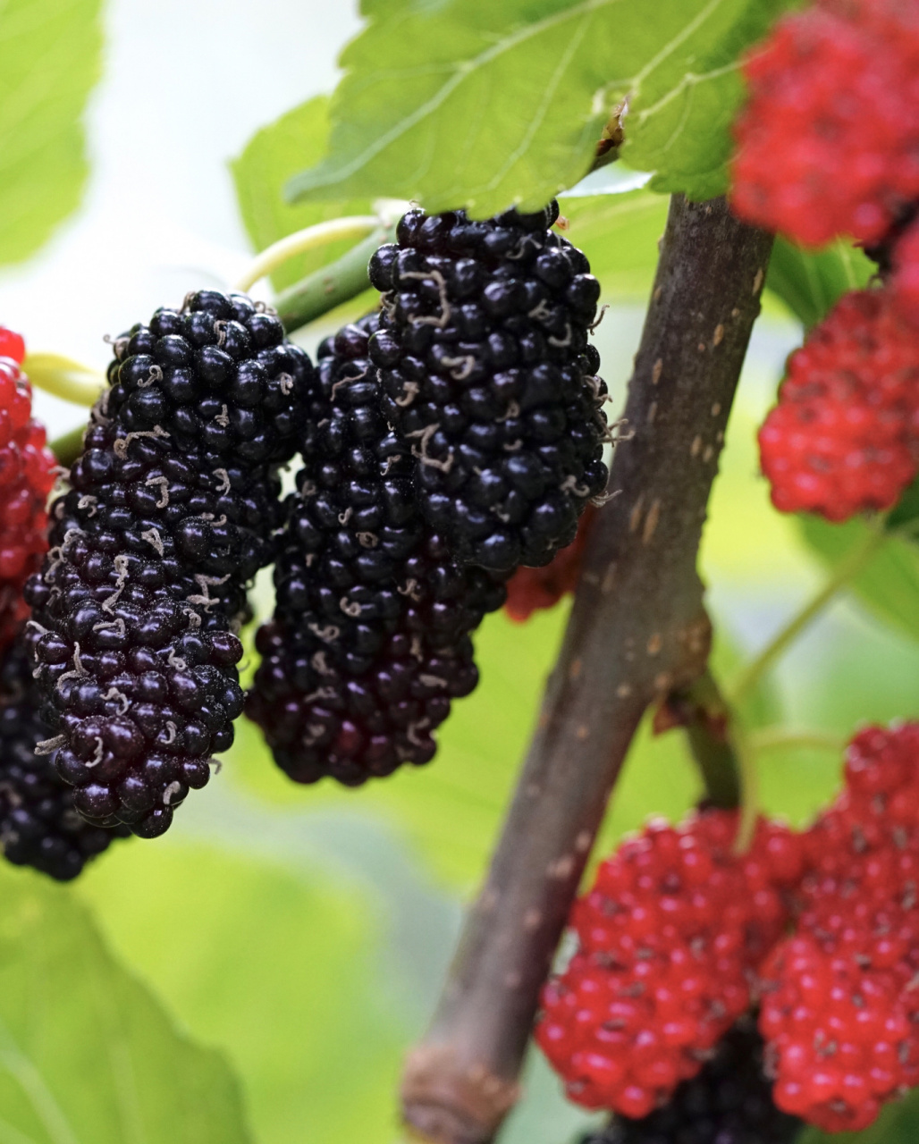 无籽大十桑葚 要等到全黑,完全成熟才不会酸.丰产型.