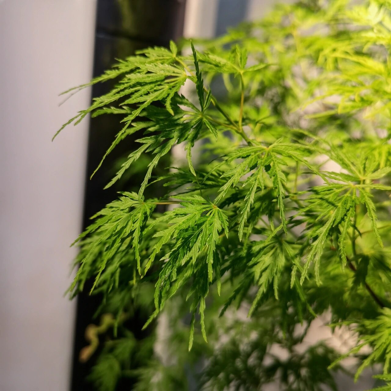 羽毛枫—青龙 一直迷恋羽毛枫的轻盈感,入手一颗,立即氛围感拉满.