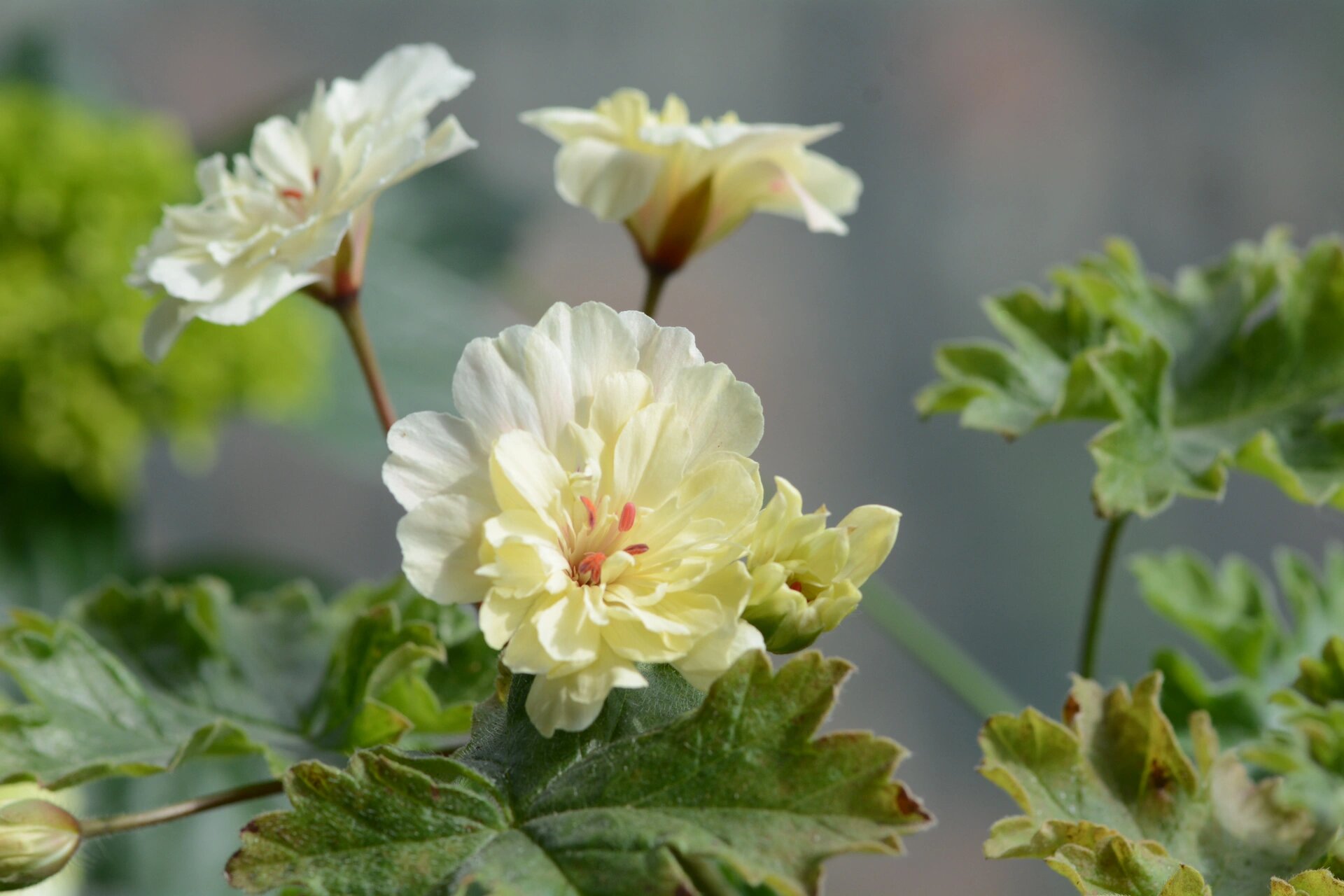 兽系天竺葵 独角兽阳光 第一次养兽系 淡淡的奶黄色好喜欢