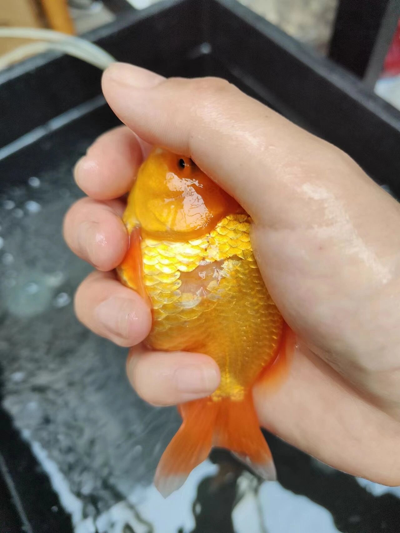 金鱼掉鳞了,白露伤不起啊