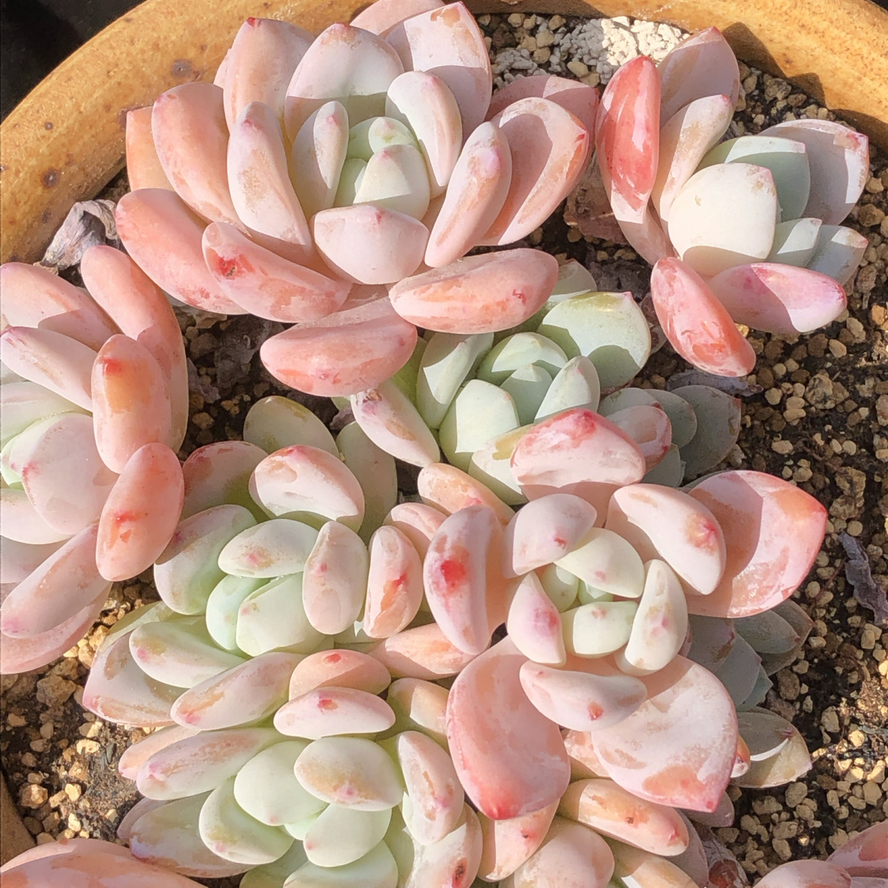 冷香的盛世容颜篇「美好的多肉植物」 种草一波,以前冷香收不到大群的