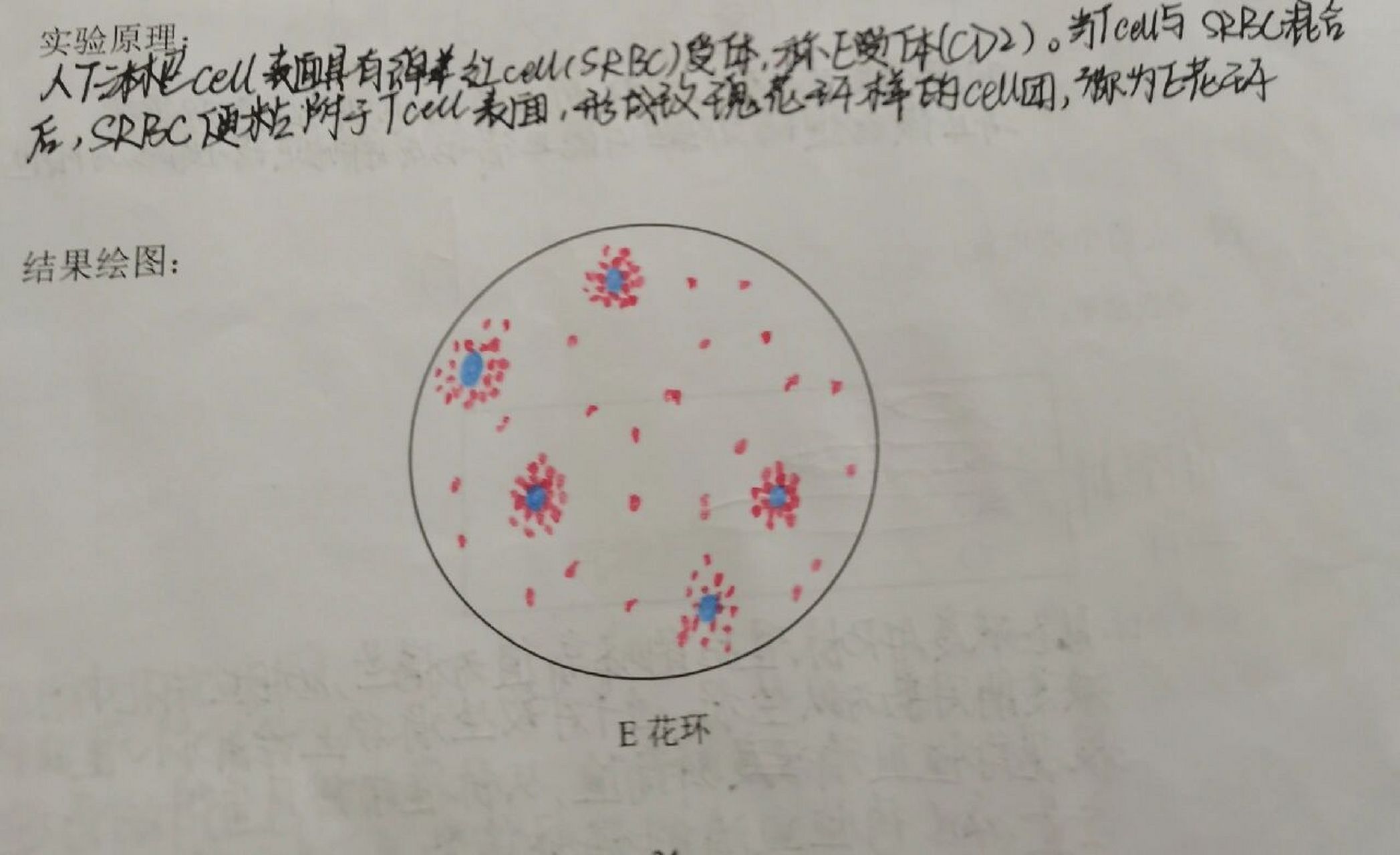 大吞噬实验红蓝铅笔图图片