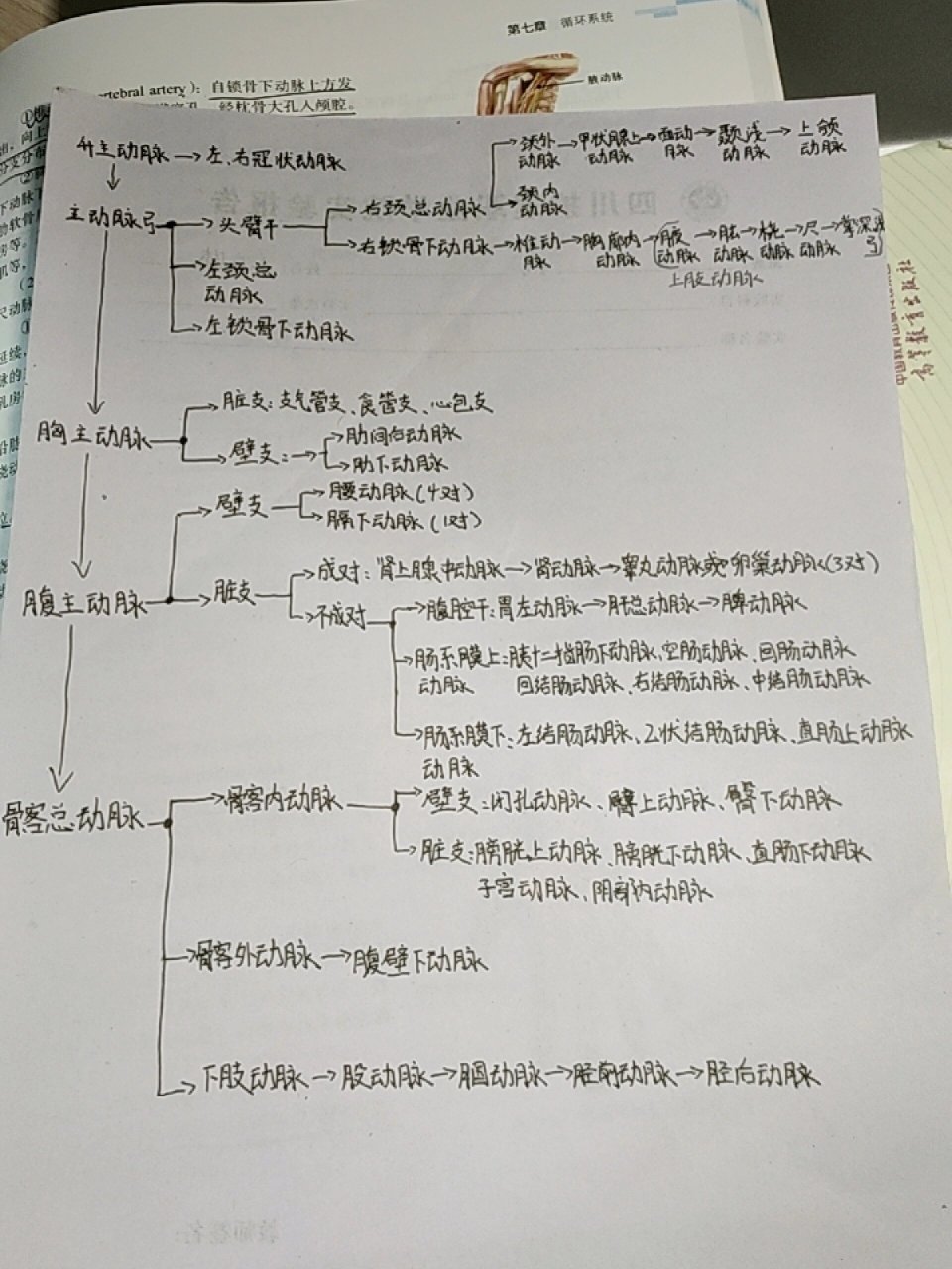 有关体循环的动脉的思维导图