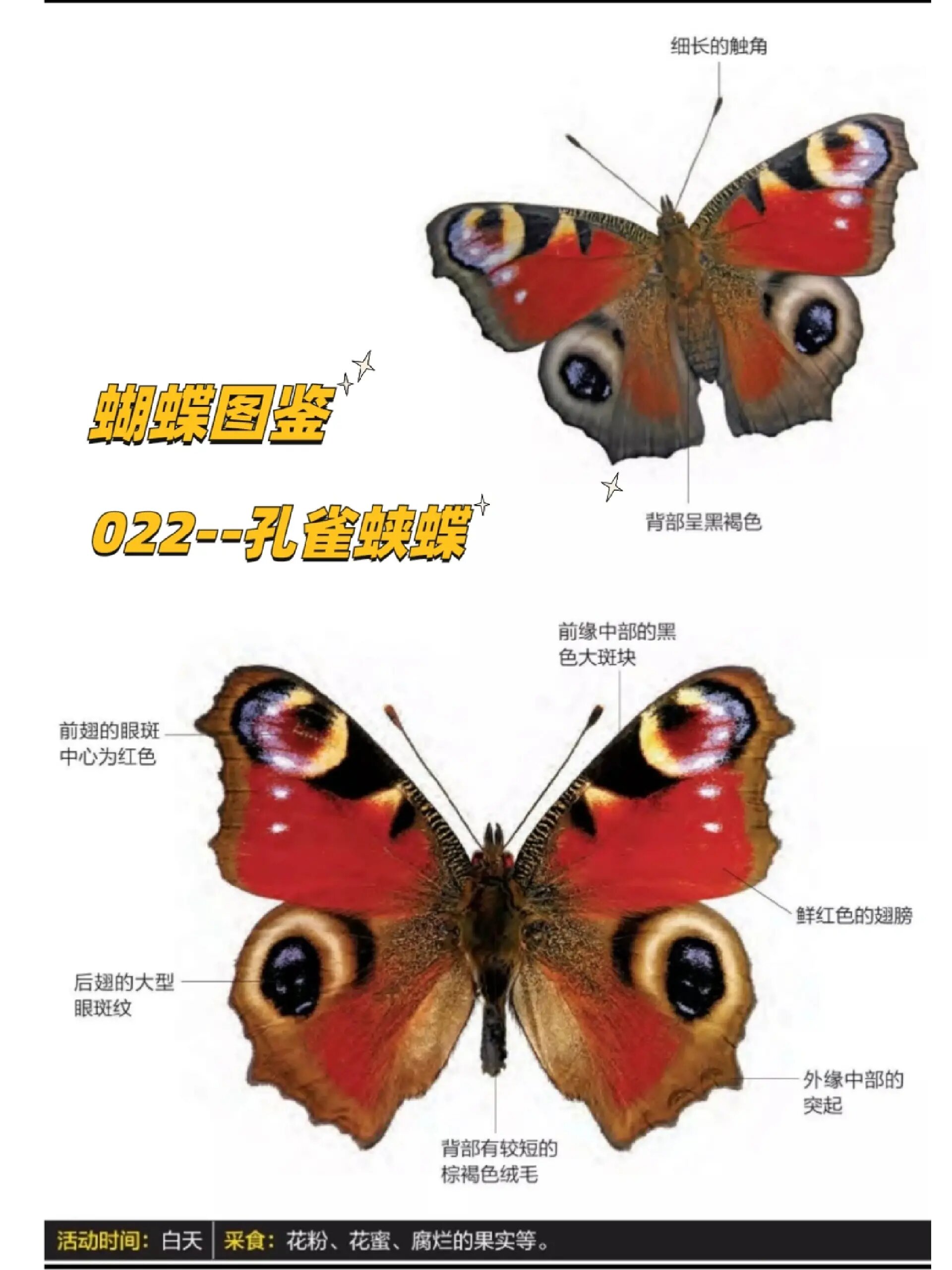 每天认识一种蝴蝶| 022--孔雀蛱蝶
