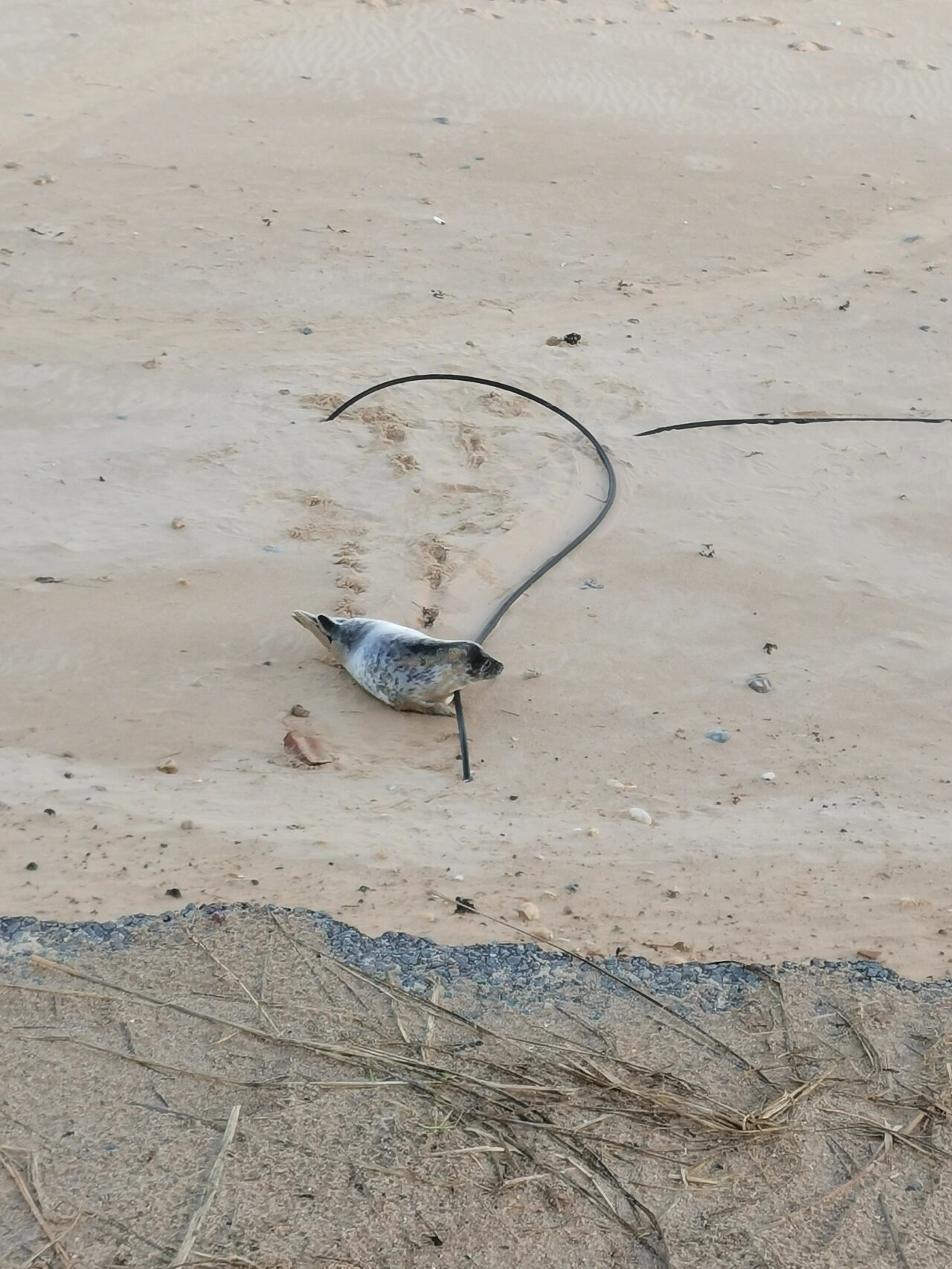 伦敦惊现芝麻海豹95 又到了看小海豹子们的季节 london victoria